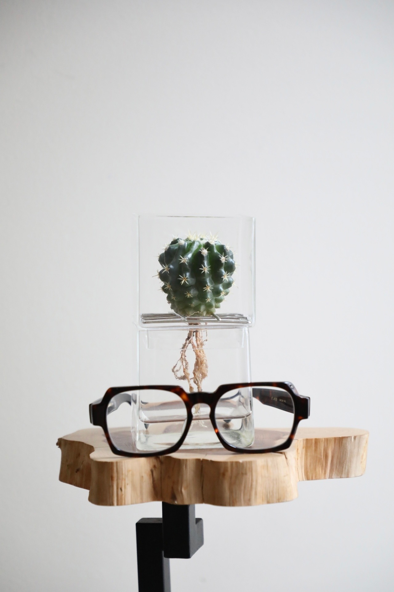 【S】エキノカクタス グルソニー 短刺キンシャチ　※ハイドログラスポット付き