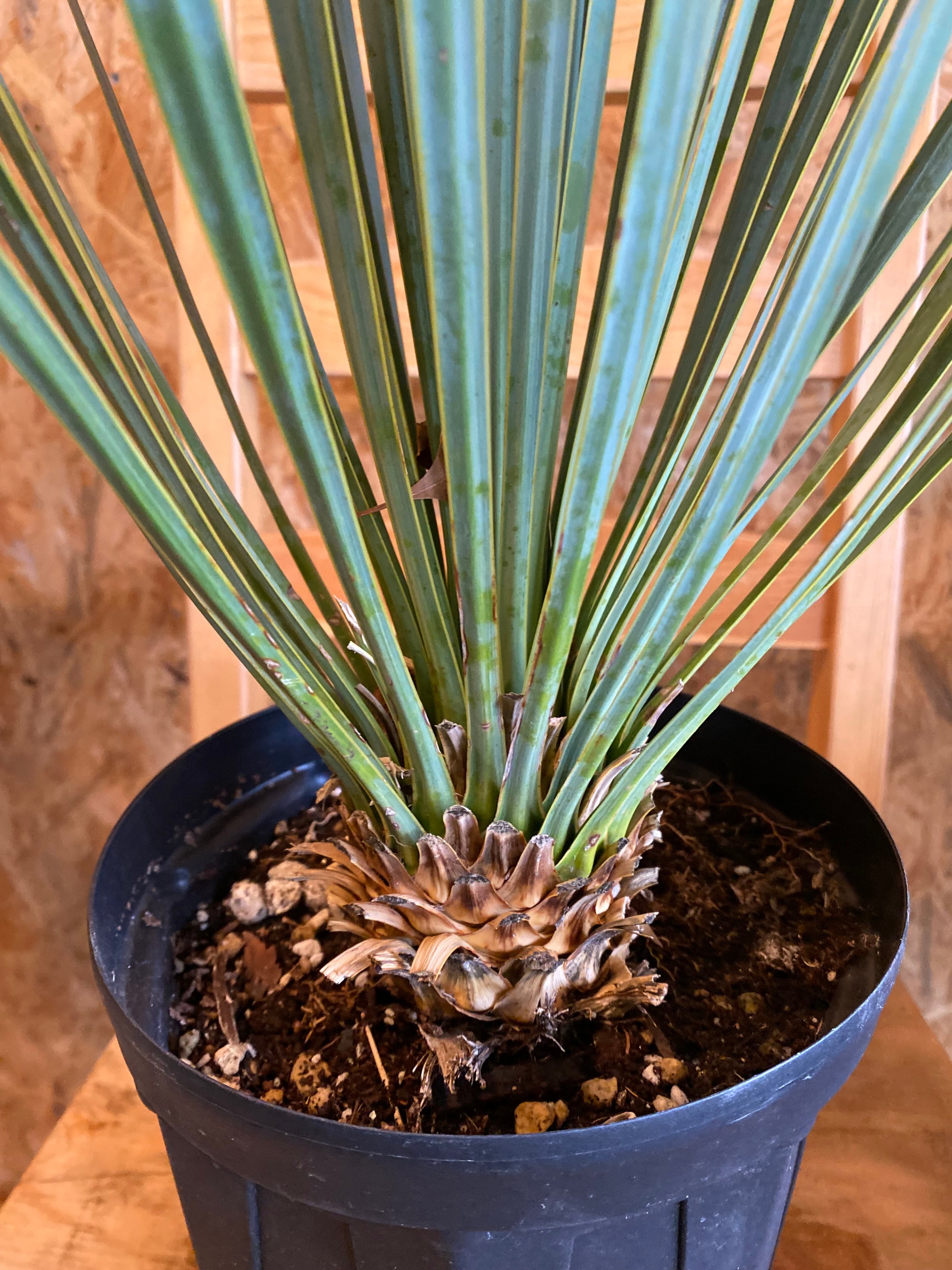 2月限定値下げします！ユッカロストラータ