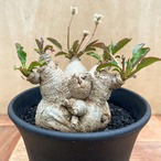 Euphorbia spannringii【ユーフォルビア・スパンリンギー(フィッシュボーン)】