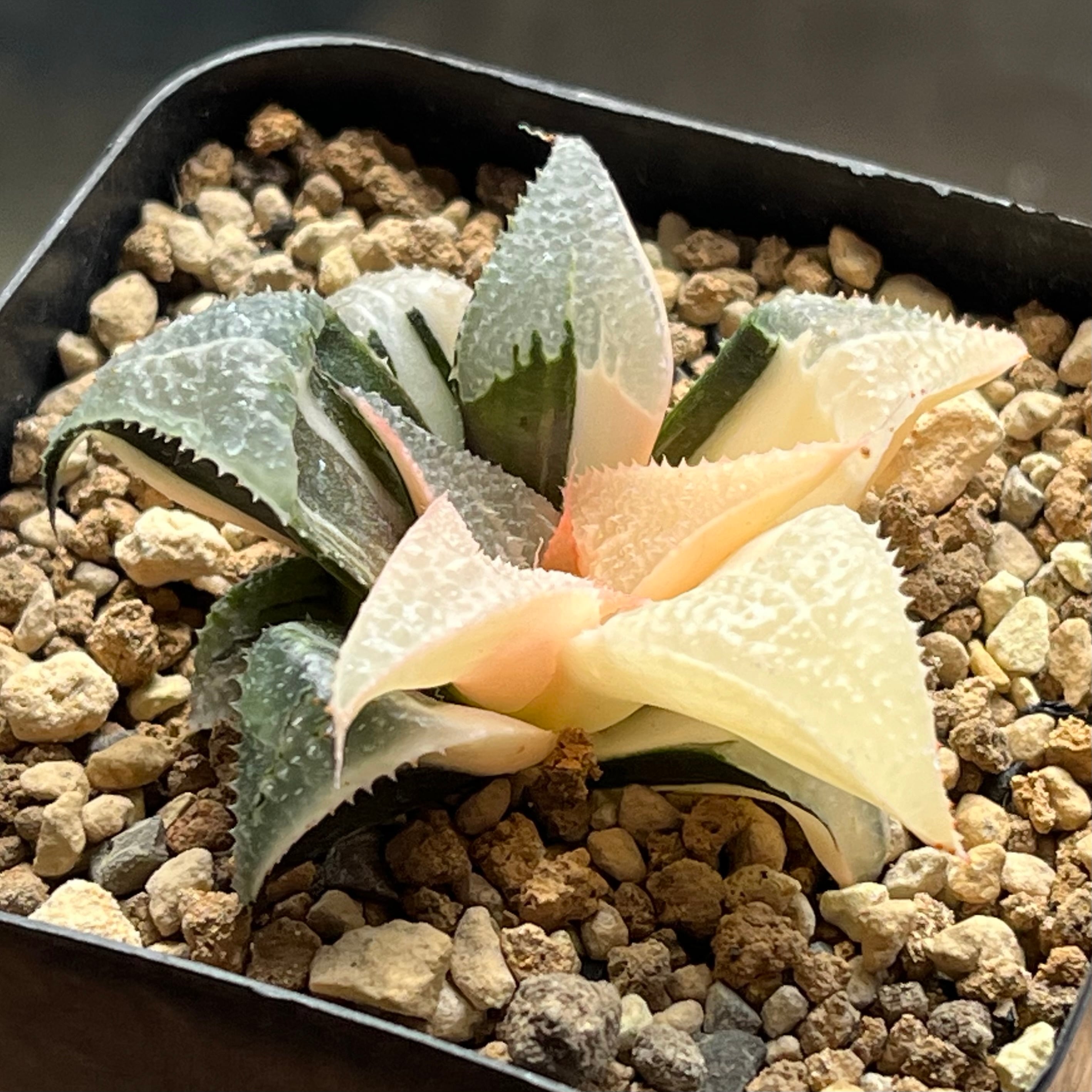ハオルチア オブツーサ錦 赤太陽 | mocono_plants
