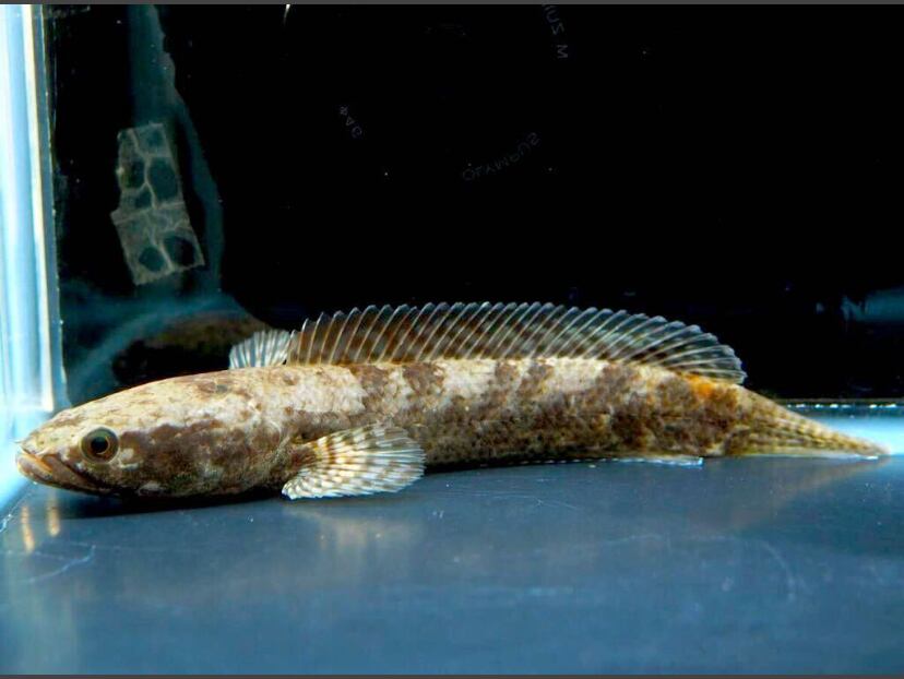 ブロードバンドスネークヘッド