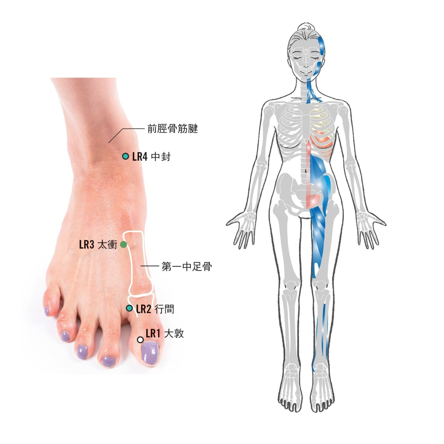 筋膜リリースアドバイザー資格認定講座（mano BALL有り） | HOLISTIC