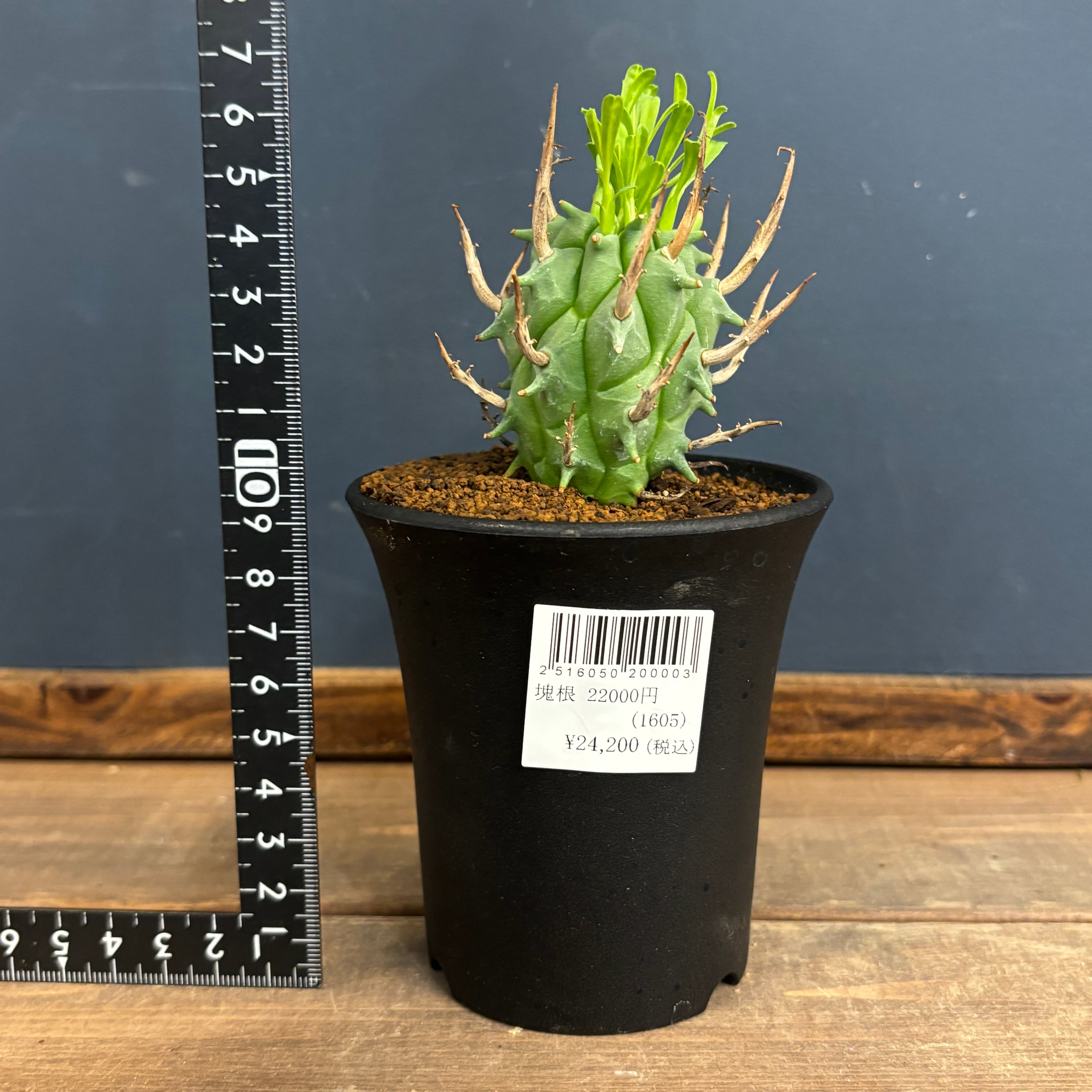 ユーフォルビア スコエンランディ 闘牛角【203】 | PROTOLEAF プロトリーフ