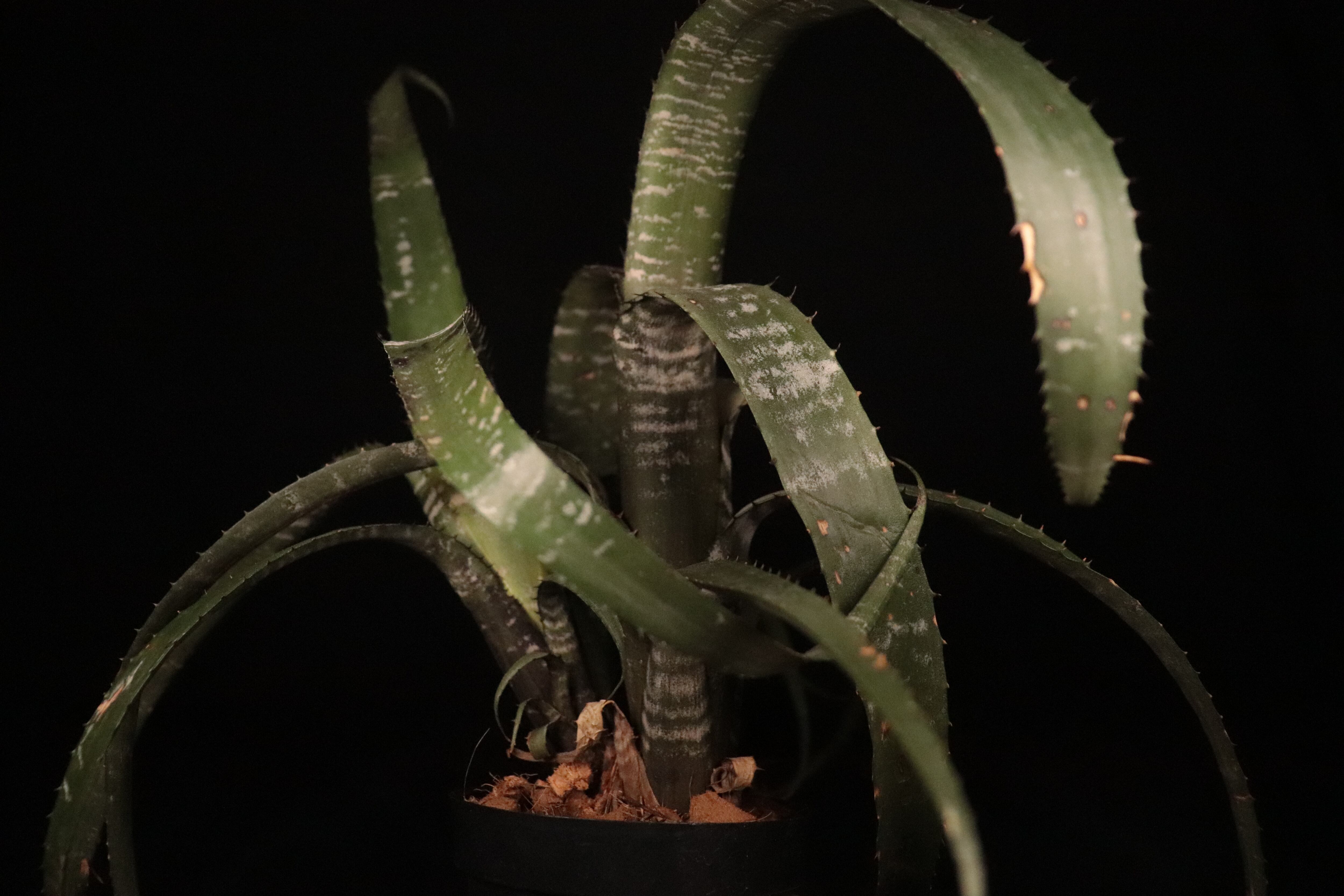送料無料】Aechmea nudicaulis v. cuspidata 'Rafa'〔エクメア〕現品