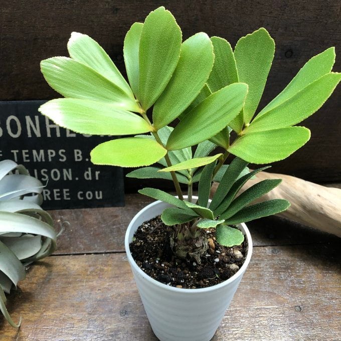 大サイズ ザミア 4号 高価な塊根植物 観葉植物 インテリア | 植物の店
