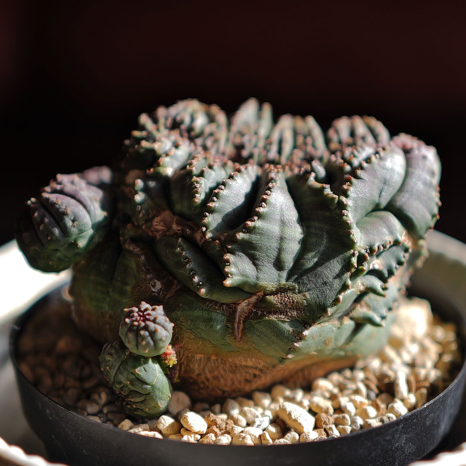 超厳選株】大株 最大幅約9.6cm 仔吹き 円扇綴化 オベサ