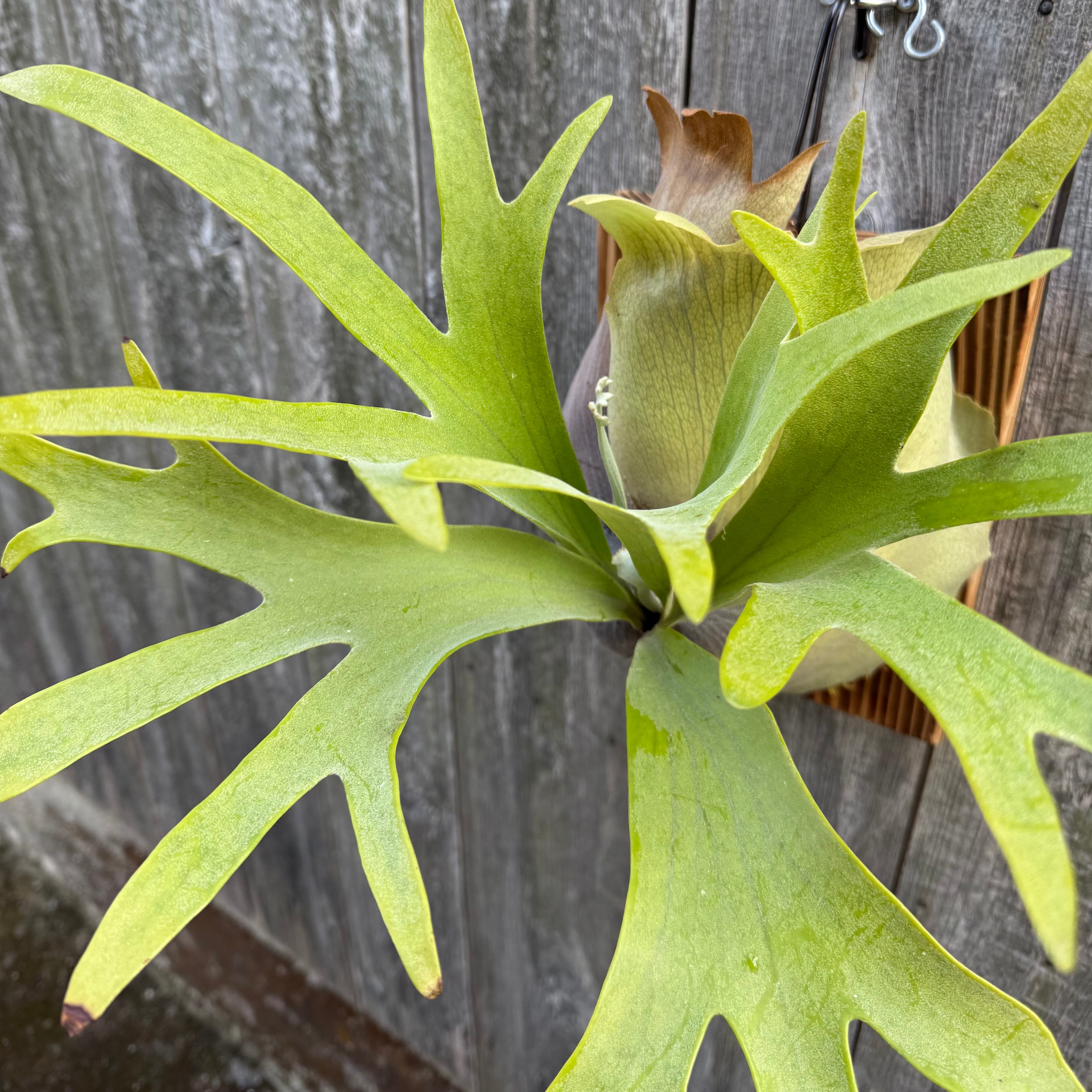 Platycerium bifurcatum Popcorn (pup) | naturefix