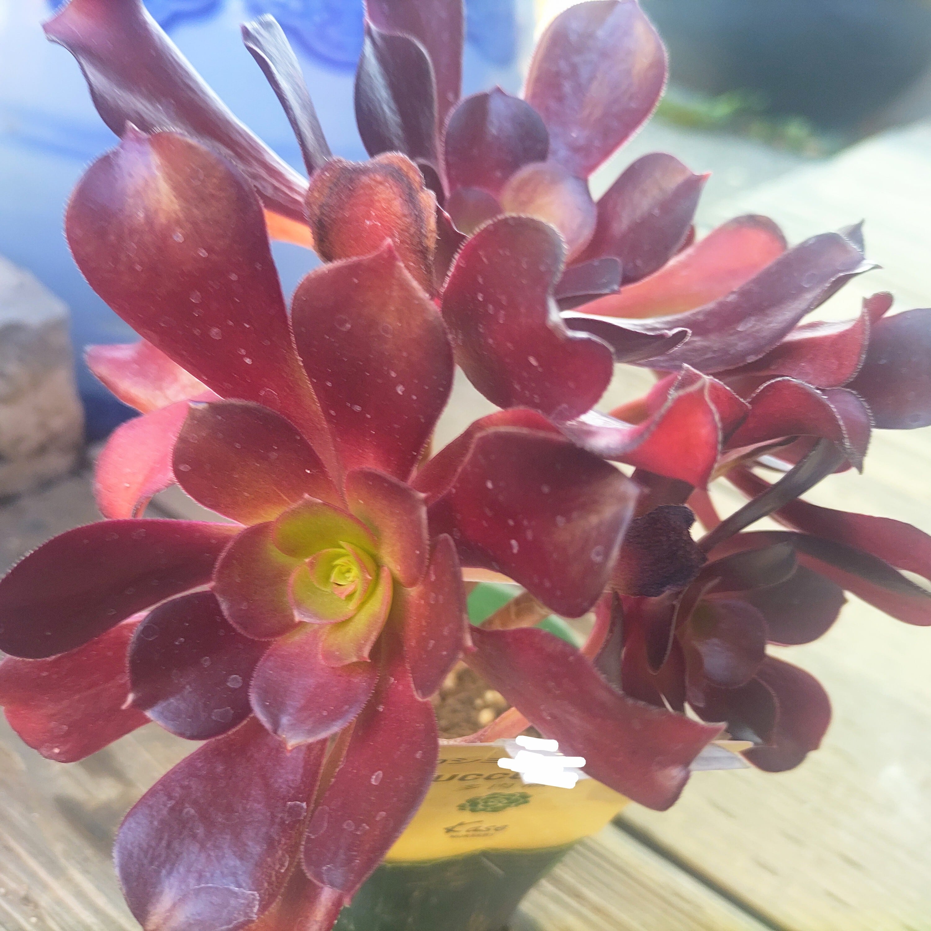 多肉植物 | RuPo 多肉植物専門店