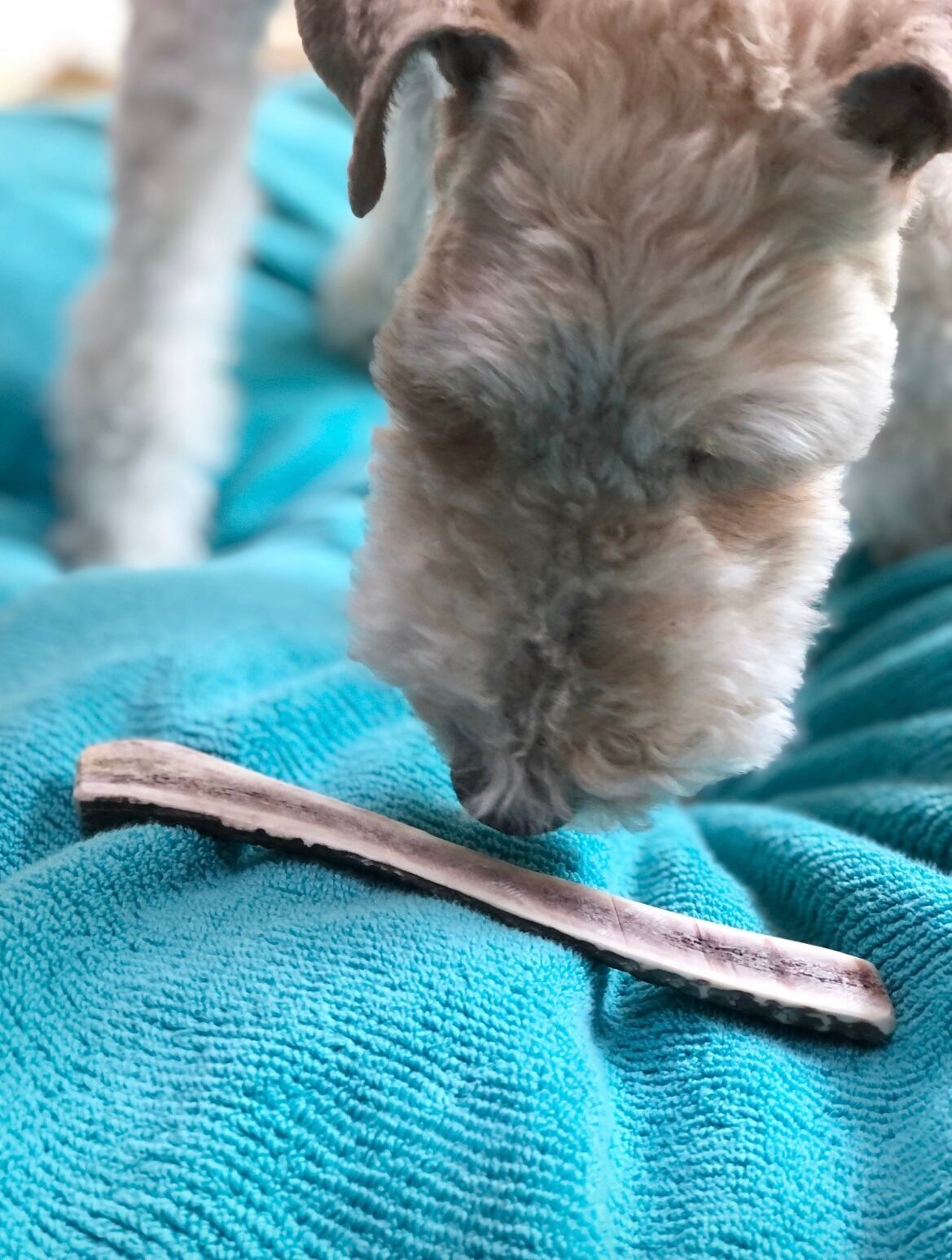 No.2 Honshu Deer Antlers ［本州鹿の角］ | Shiro's Pet Products 無