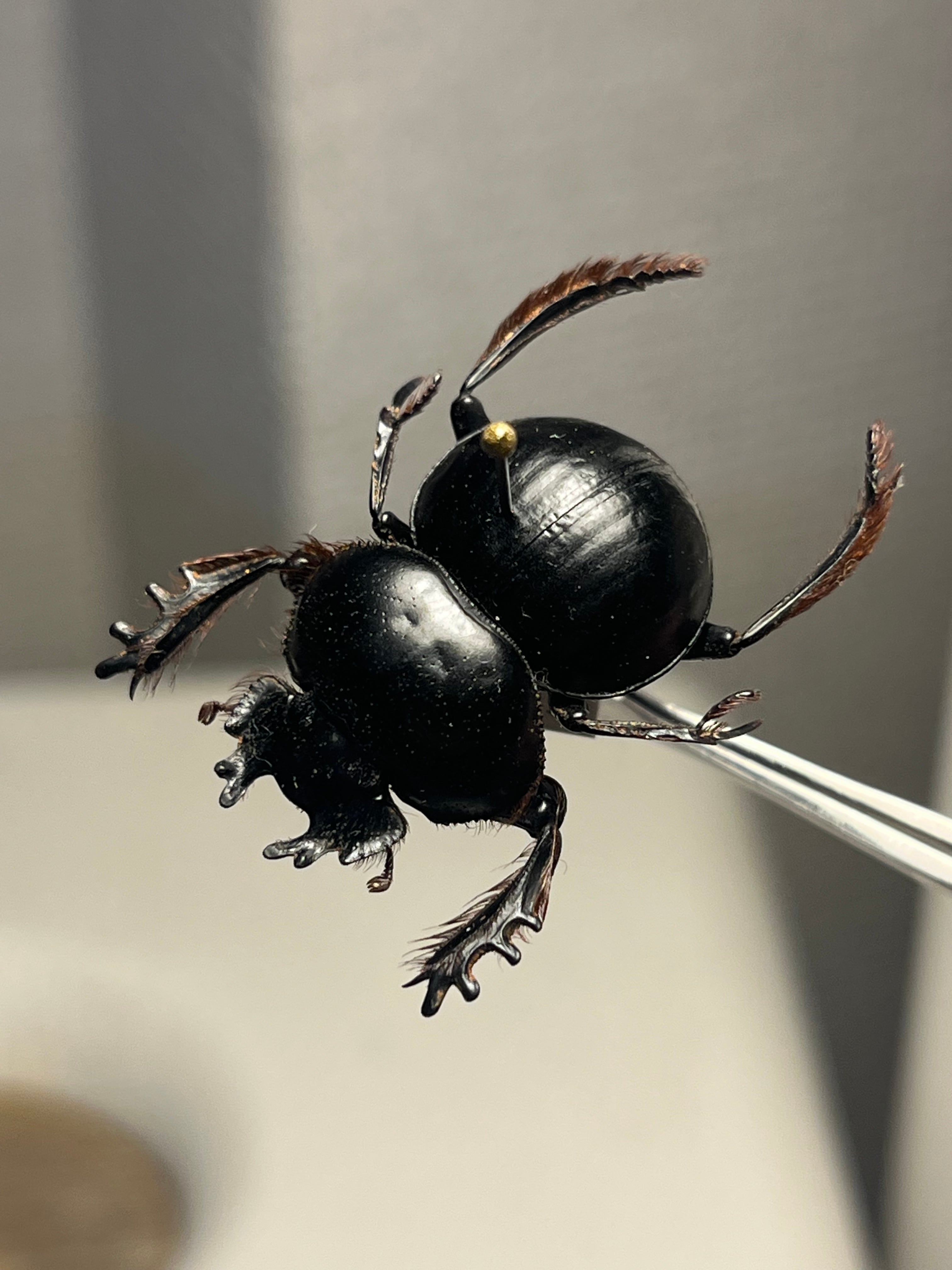 24mm♂】クモガタタマオシコガネに酷似のPachysoma schinzi 糞虫