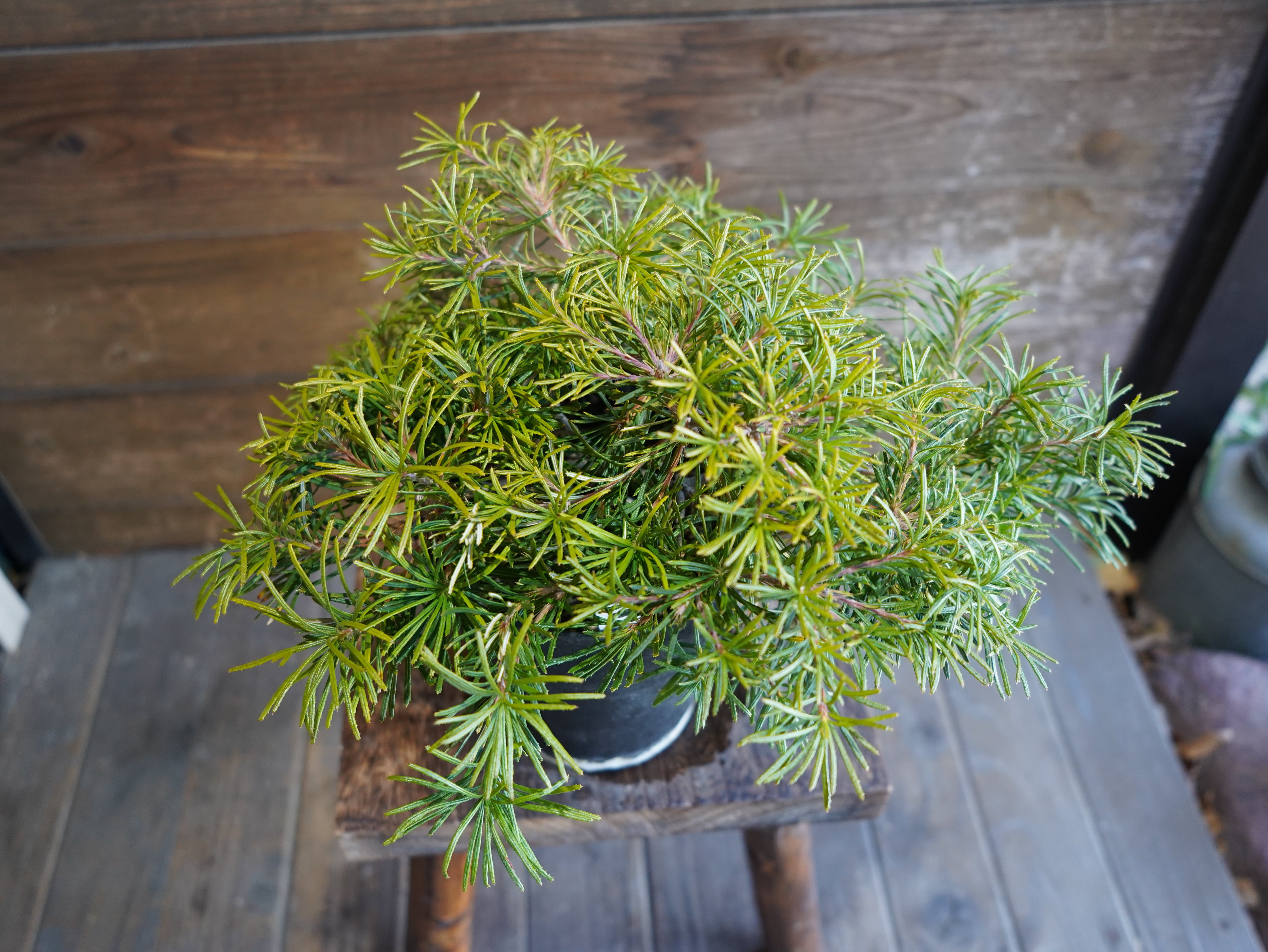 【現物】バンクシア ”バースデーキャンドル” B