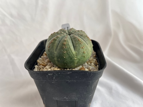 Euphorbia obesa ssp. symmetrica ユーフォルビア　オベサ　シンメトリカ　 多肉植物