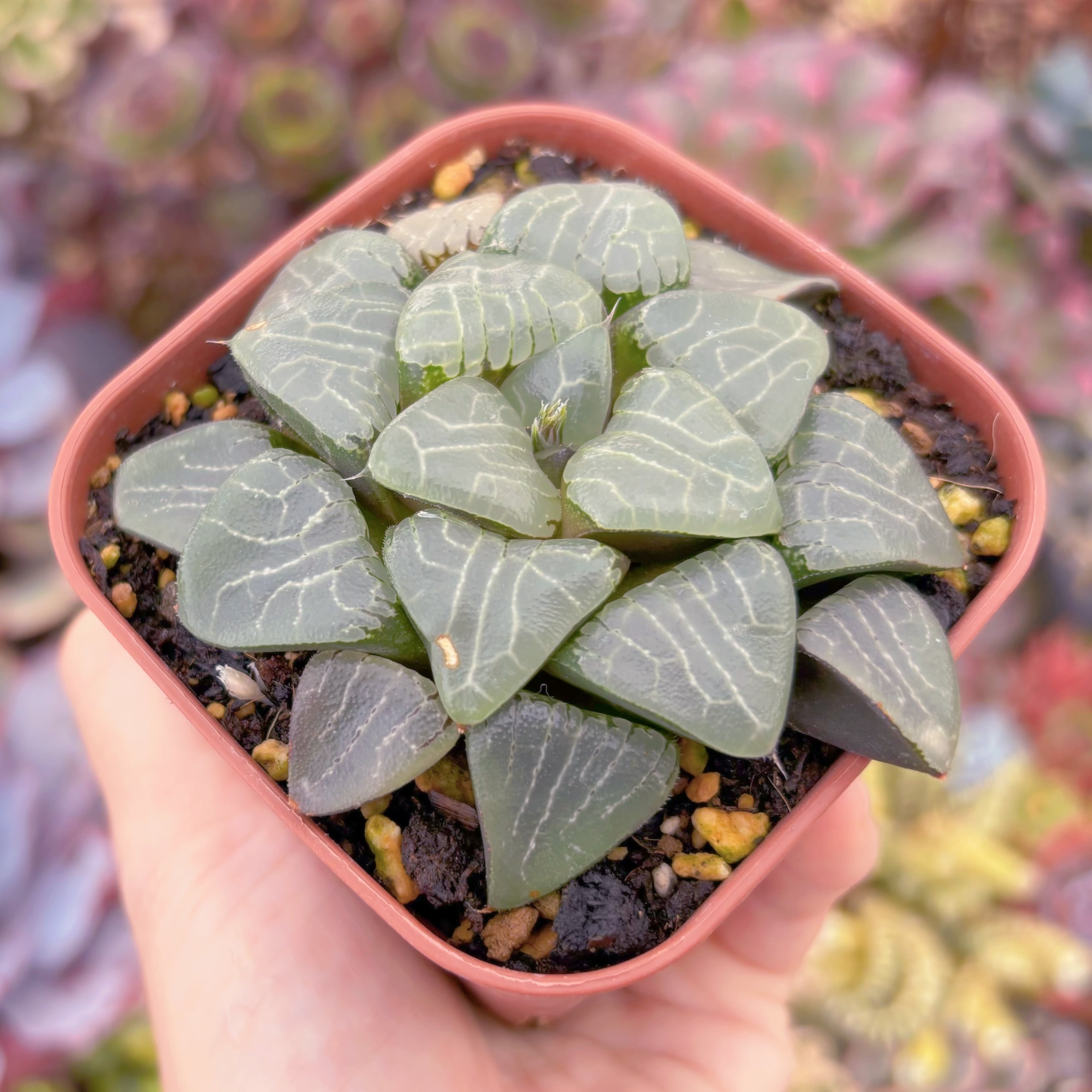 現品 ハオルチア月影寿#863 古株 るる農園 | るる農園~多肉植物専門