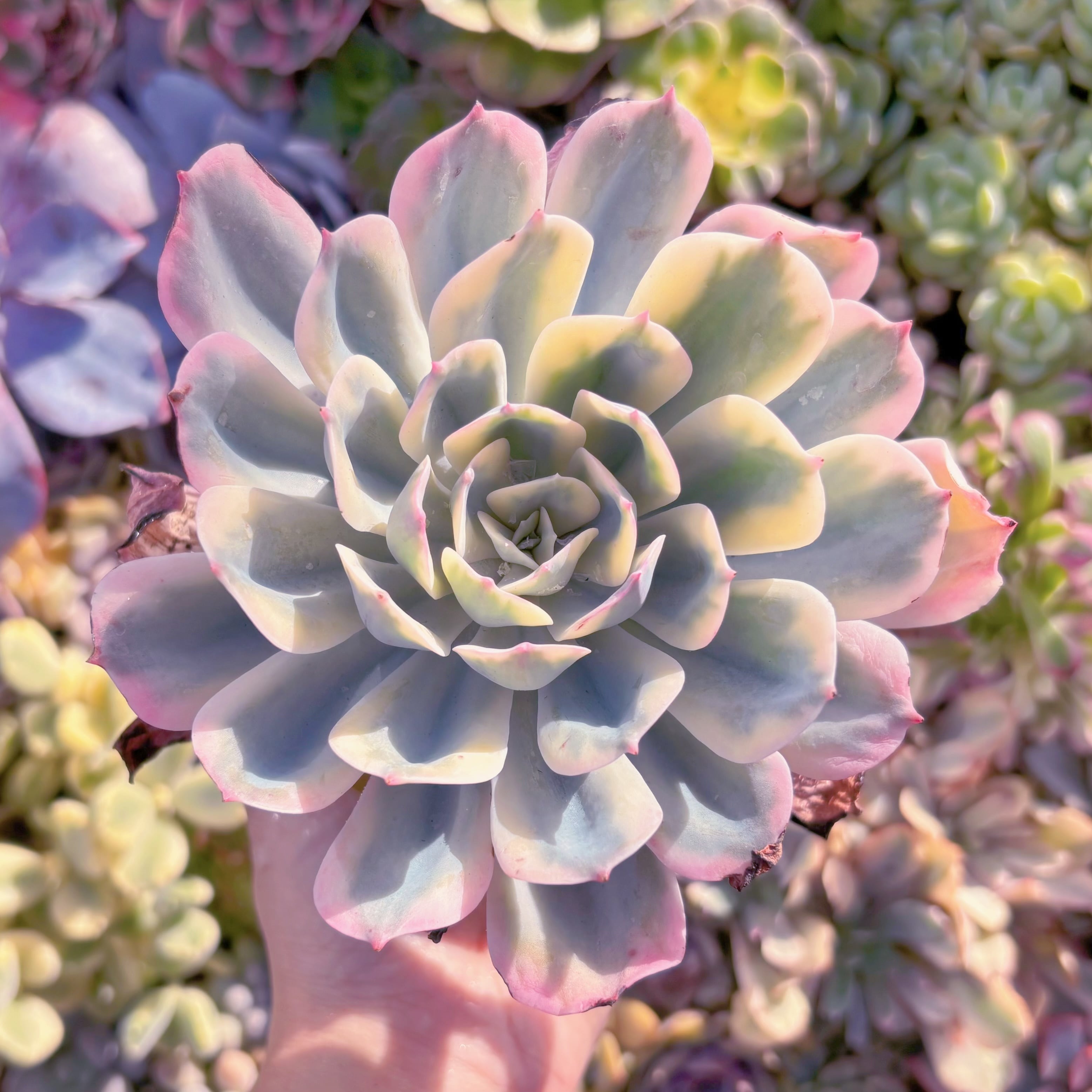 現品　七福神錦#571　るる農園