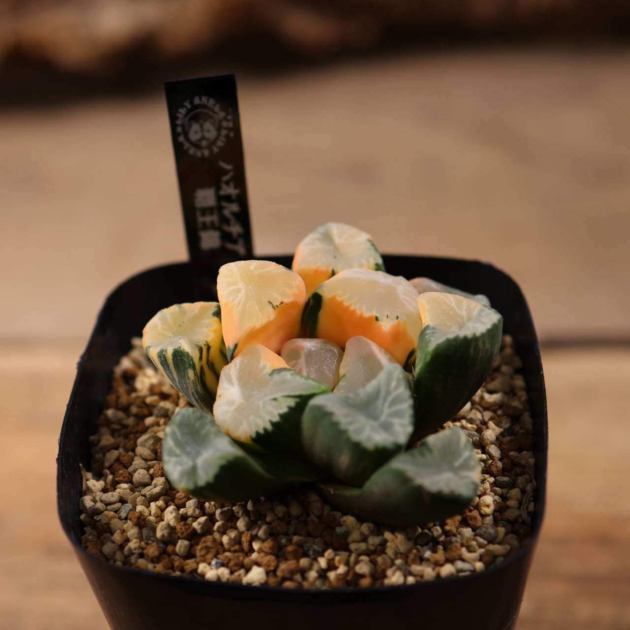 715『ハオルチア 覇王錦』観葉植物【送料無料】 | MARX PLANTS | 観葉