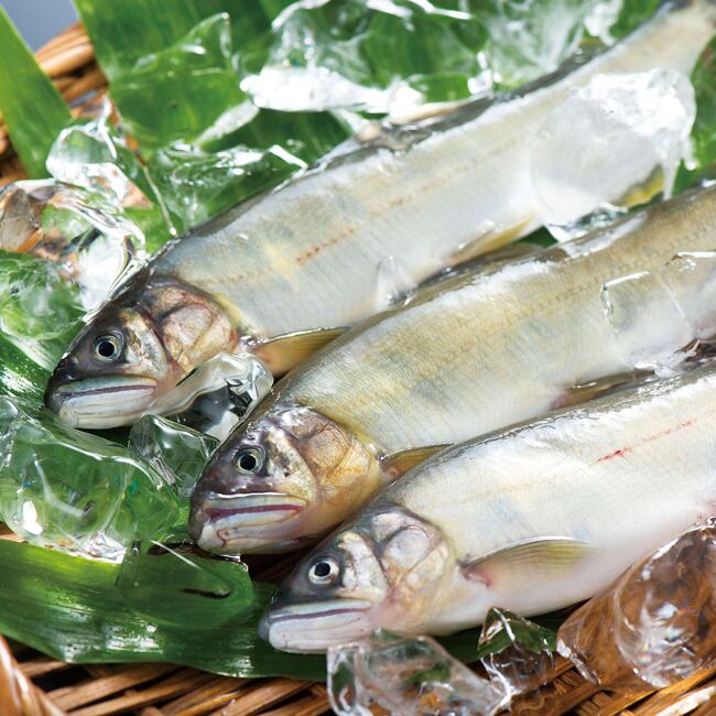 鮎（冷凍・中）5尾セット～しずかのあゆ～ | 山崎水産有限会社