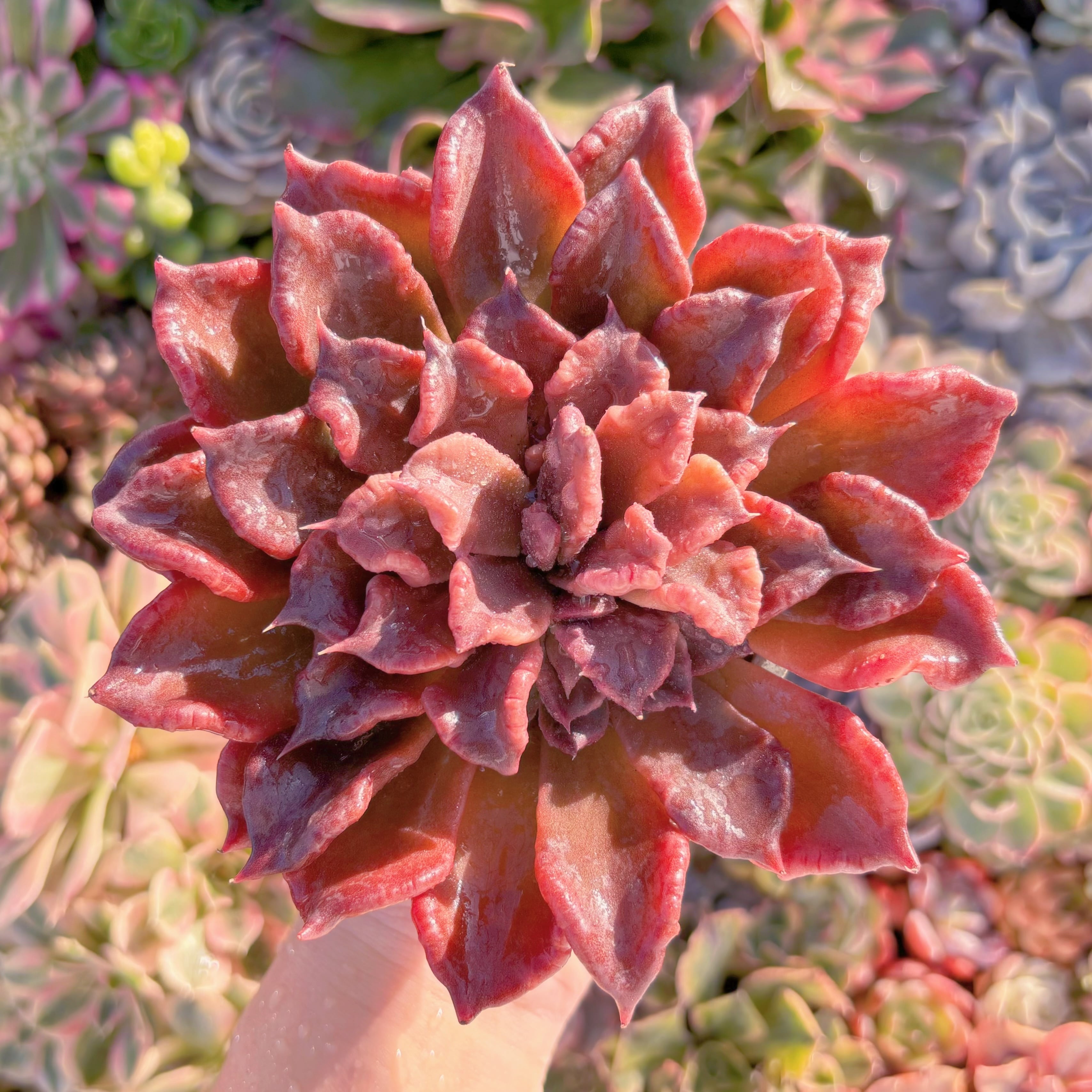 現品　レッドマディバ#M148　大苗　last one　新入荷　るる農園