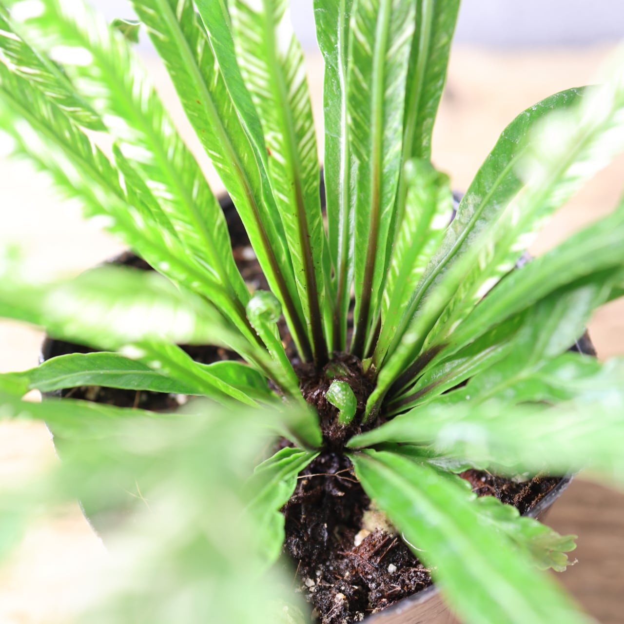 397 光を受けて輝く『アスプレニウム ニダス 斑入り』観葉植物 【送料