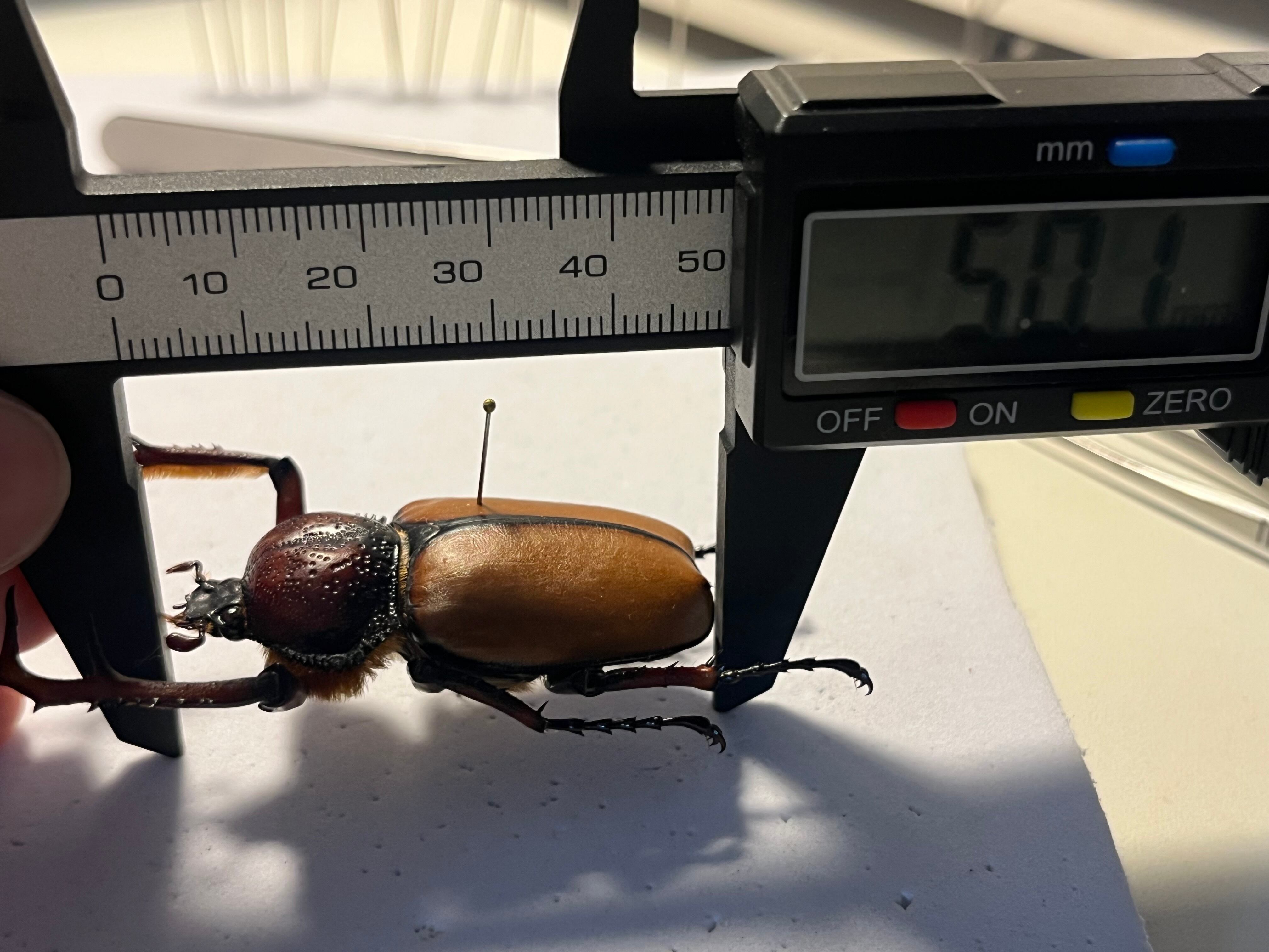 49mm♂】ダビディヒメテナガコガネ 標本テナガカミキリ昆虫標本 甲虫