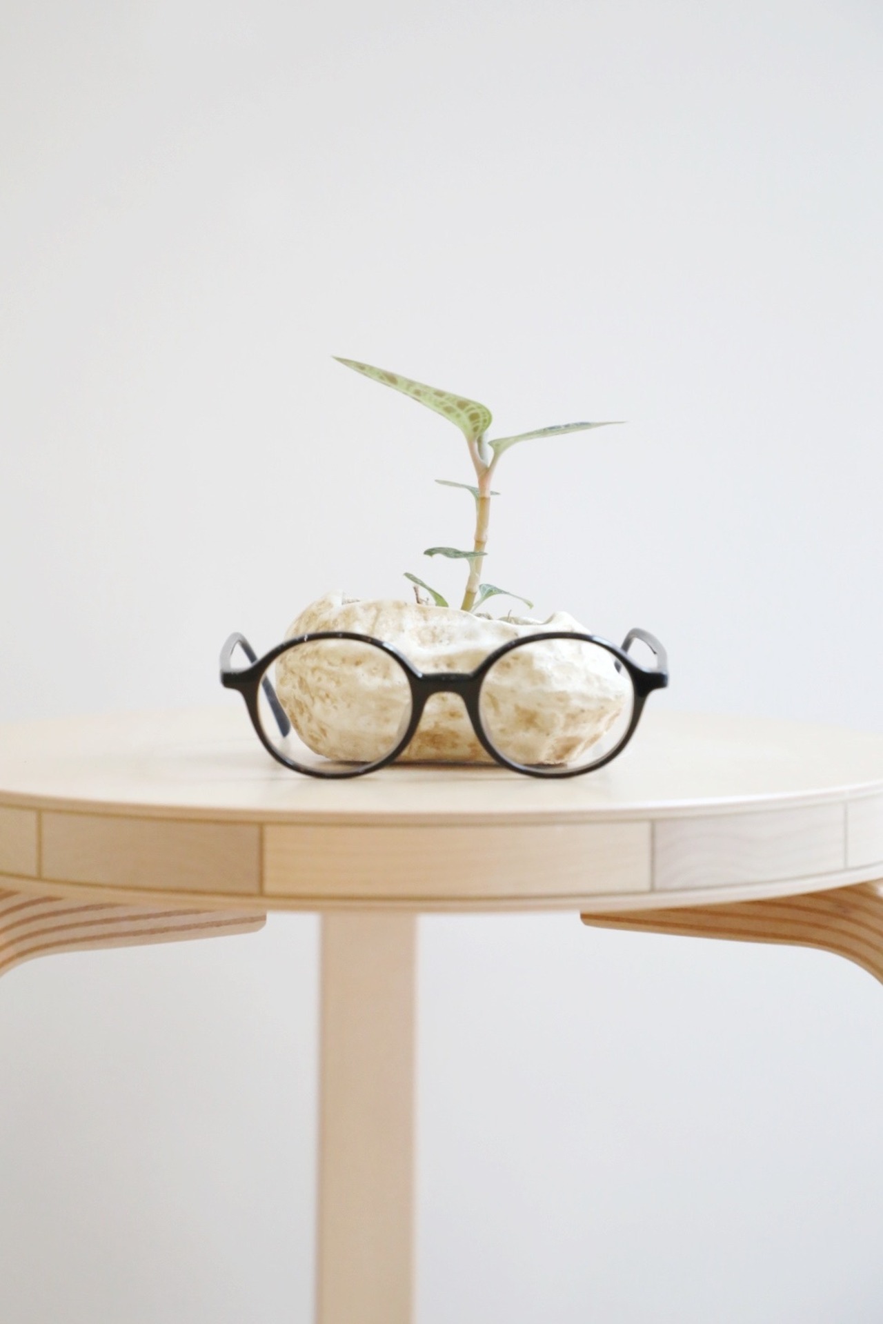 【S】マコデス ペトラ/Macodes petola