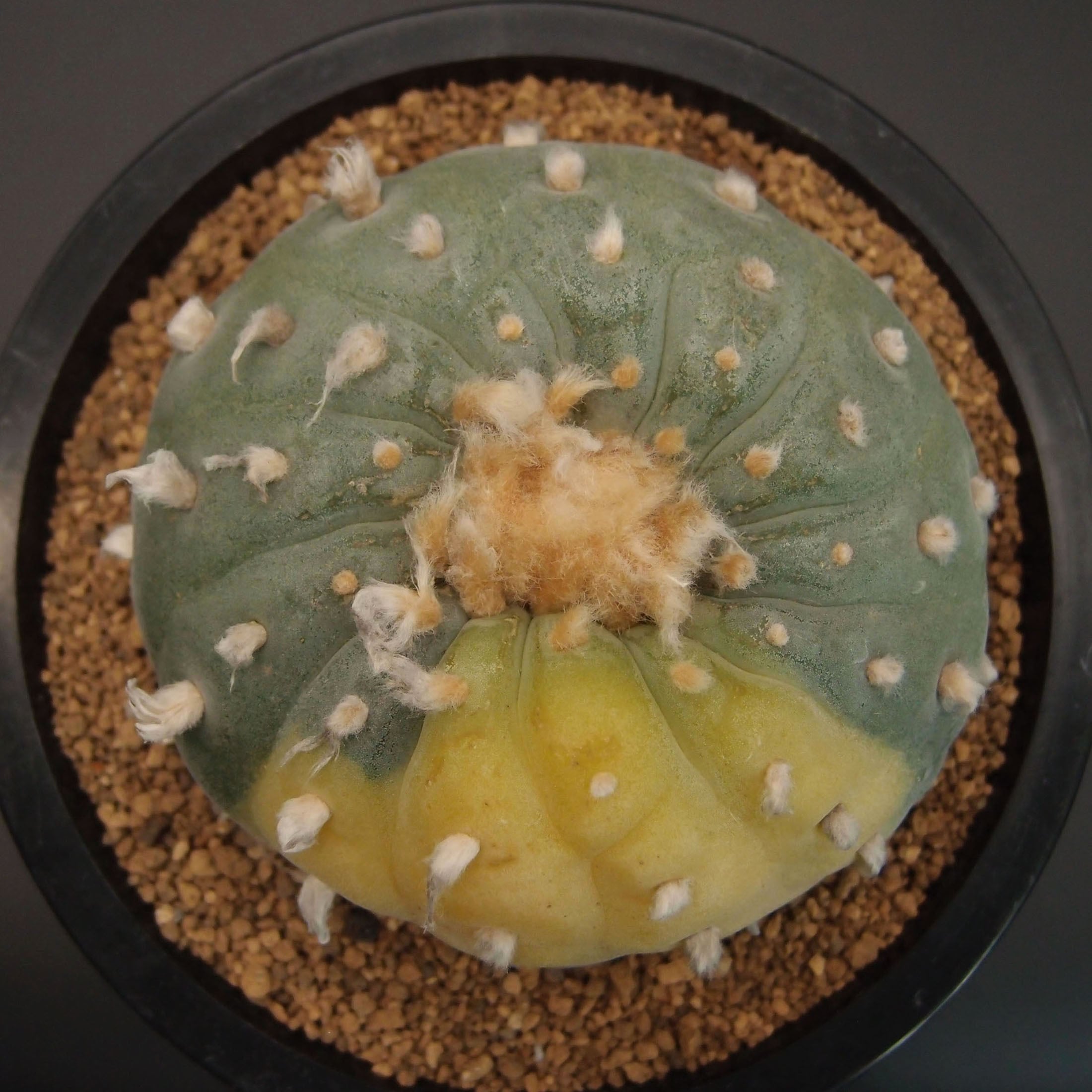 ロフォフォラ属 | 万緑 BAN RYOKU