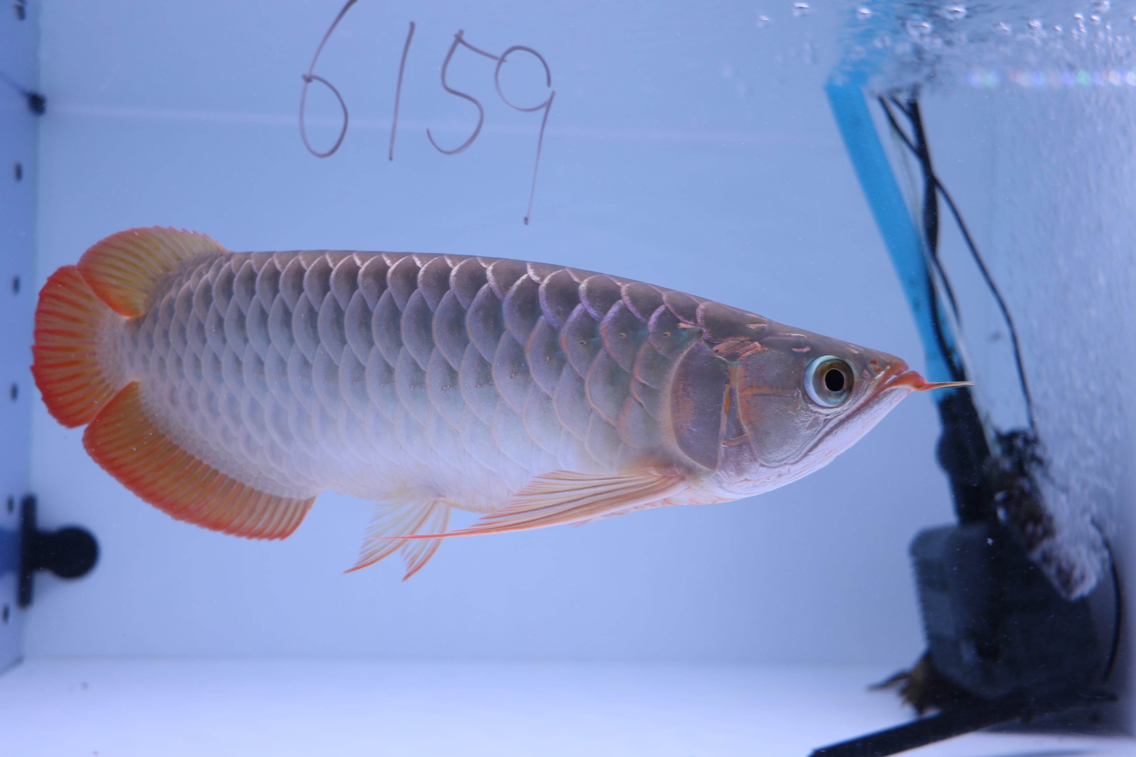 200,001円〜 | アロワナ等の大型魚・熱帯魚のオンライン販売店