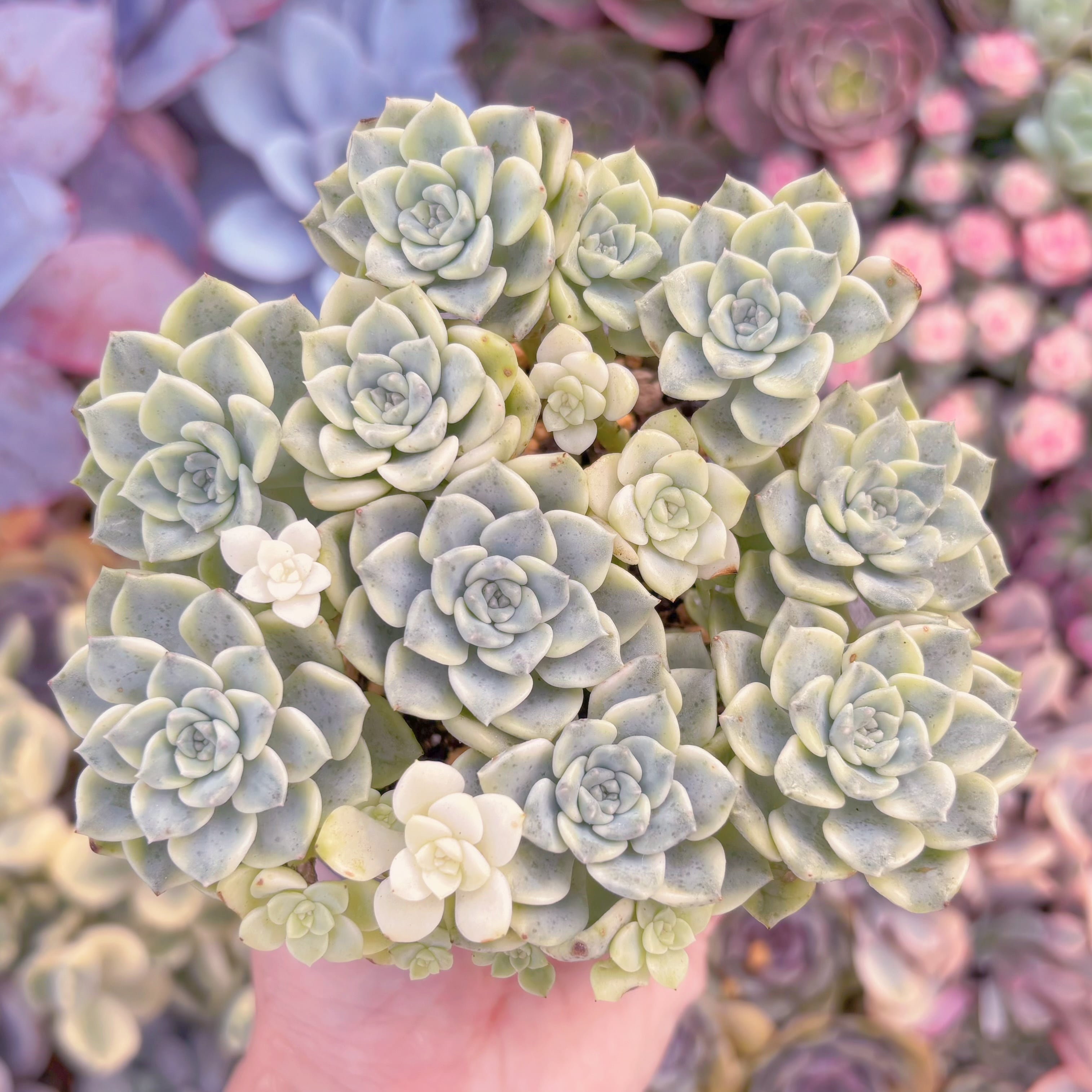 現品　ティンカーベル錦#1179　大群生　新入荷　るる農園