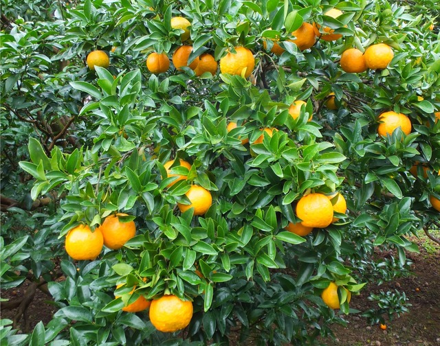 ポンカン【贈答用】　　　5㎏2Lサイズ（約29個）