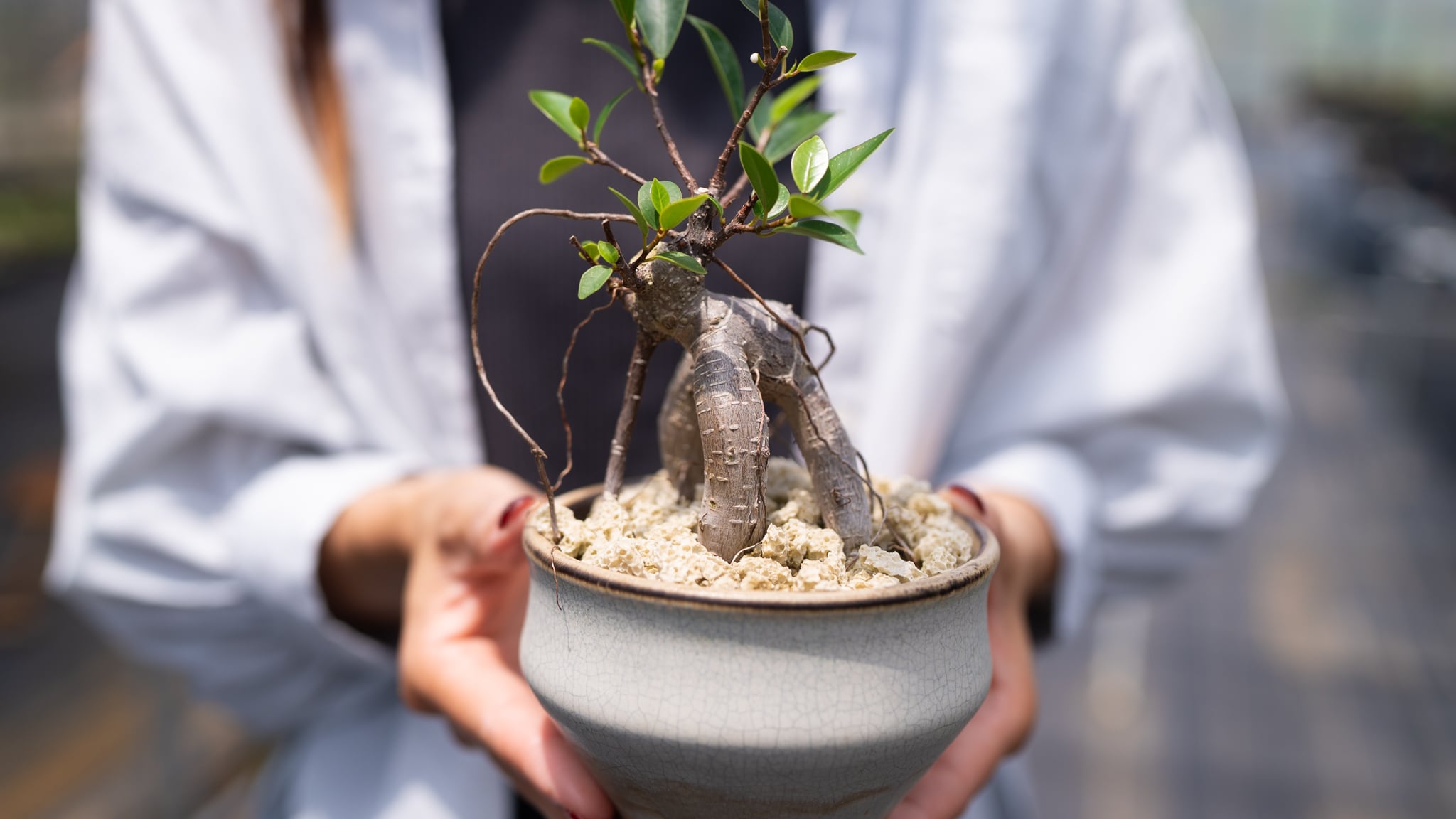 観葉植物 | くるみどり