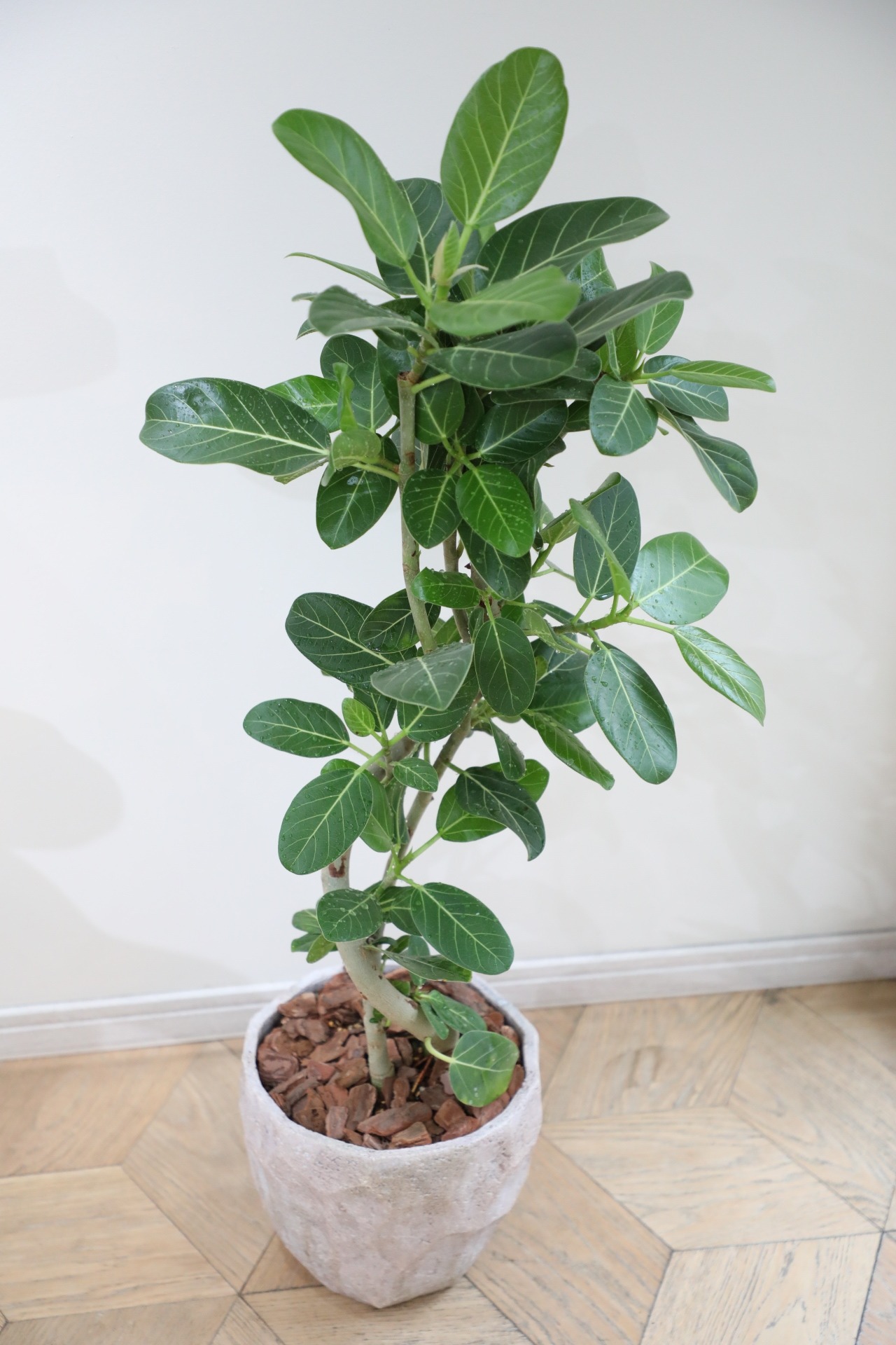 【L/97cm】フィカス ベンガレンシス/Ficus benghalensis
