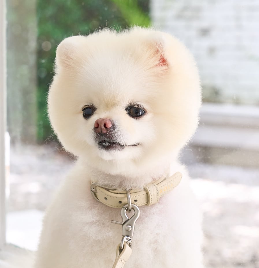 即納【stroll】Lumiere Collar (Milktea)