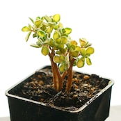 カット苗 仙童唱錦 Aeonium spathulatum f.variegata