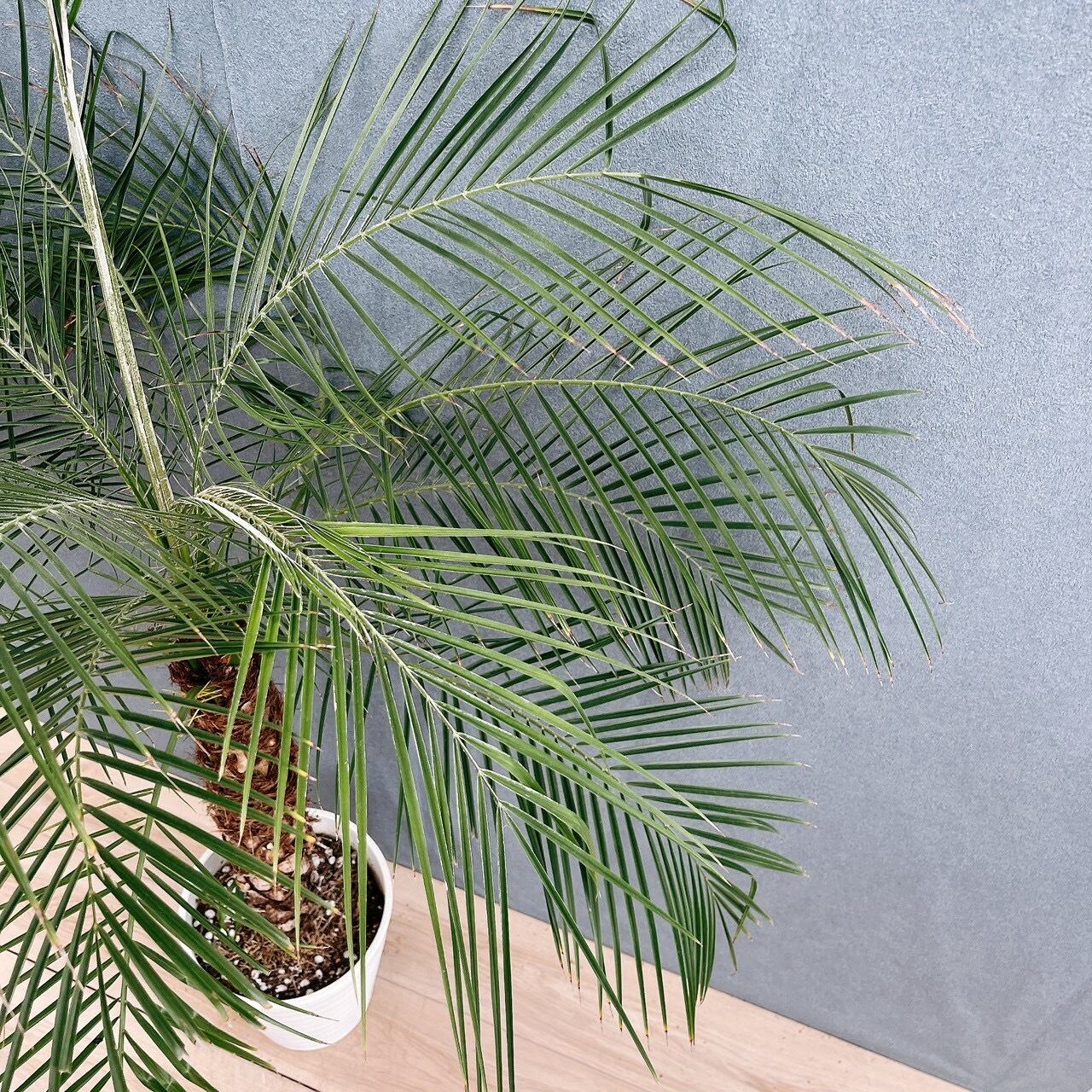 現品］3番 フェニックスロベレニー 8号 観葉植物 室内 ヤシ 南国風