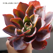 カット苗 アフターグロウ 大株 Echeveria 'Afterglow'