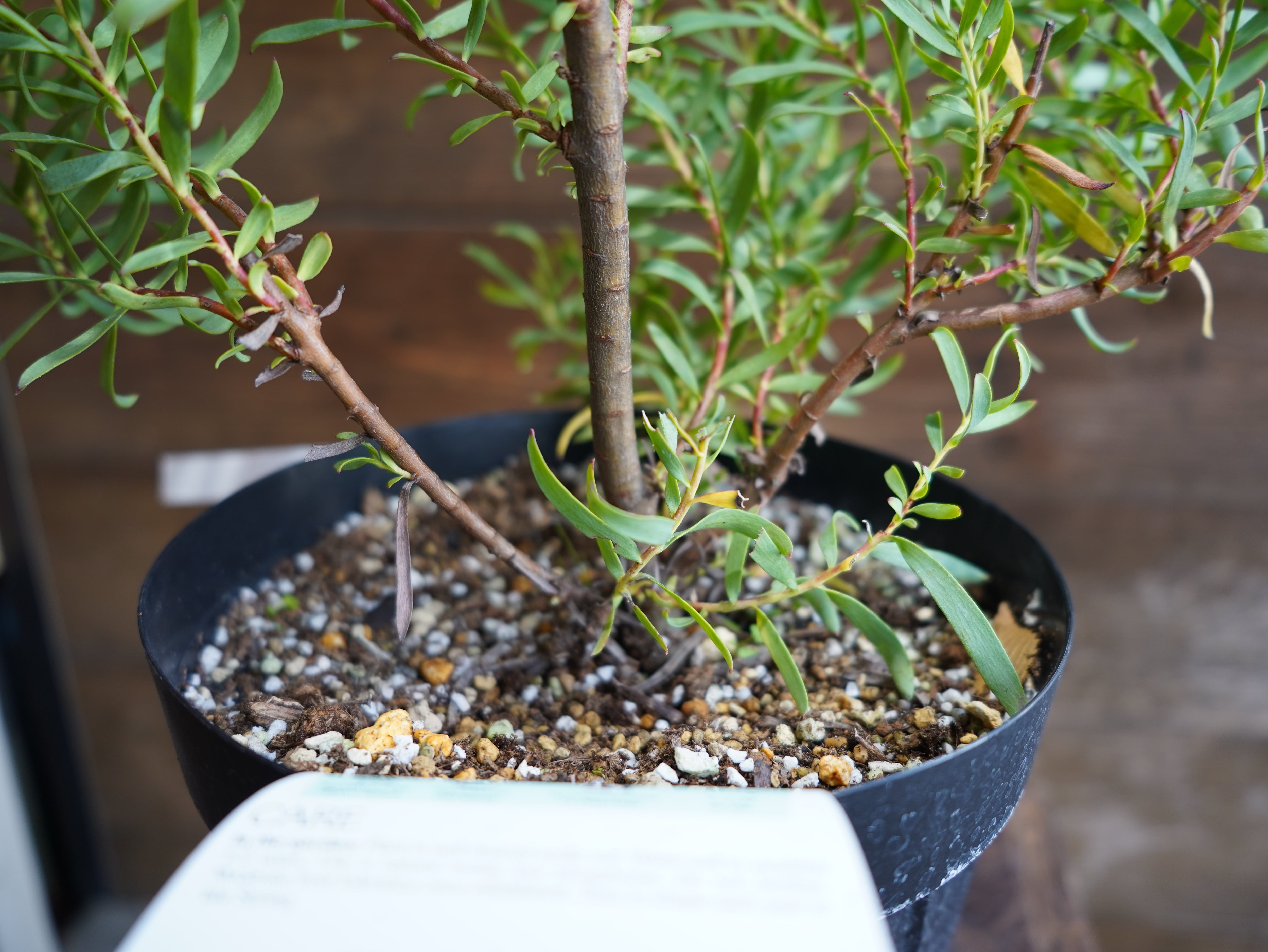 【現物】リューカデンドロン　”Gypsy Red”　６号