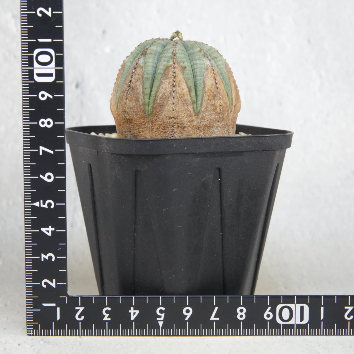 メス株 美模様 木質化 まん丸 オベサ / ユーフォルビア | LIGHTHOUSE