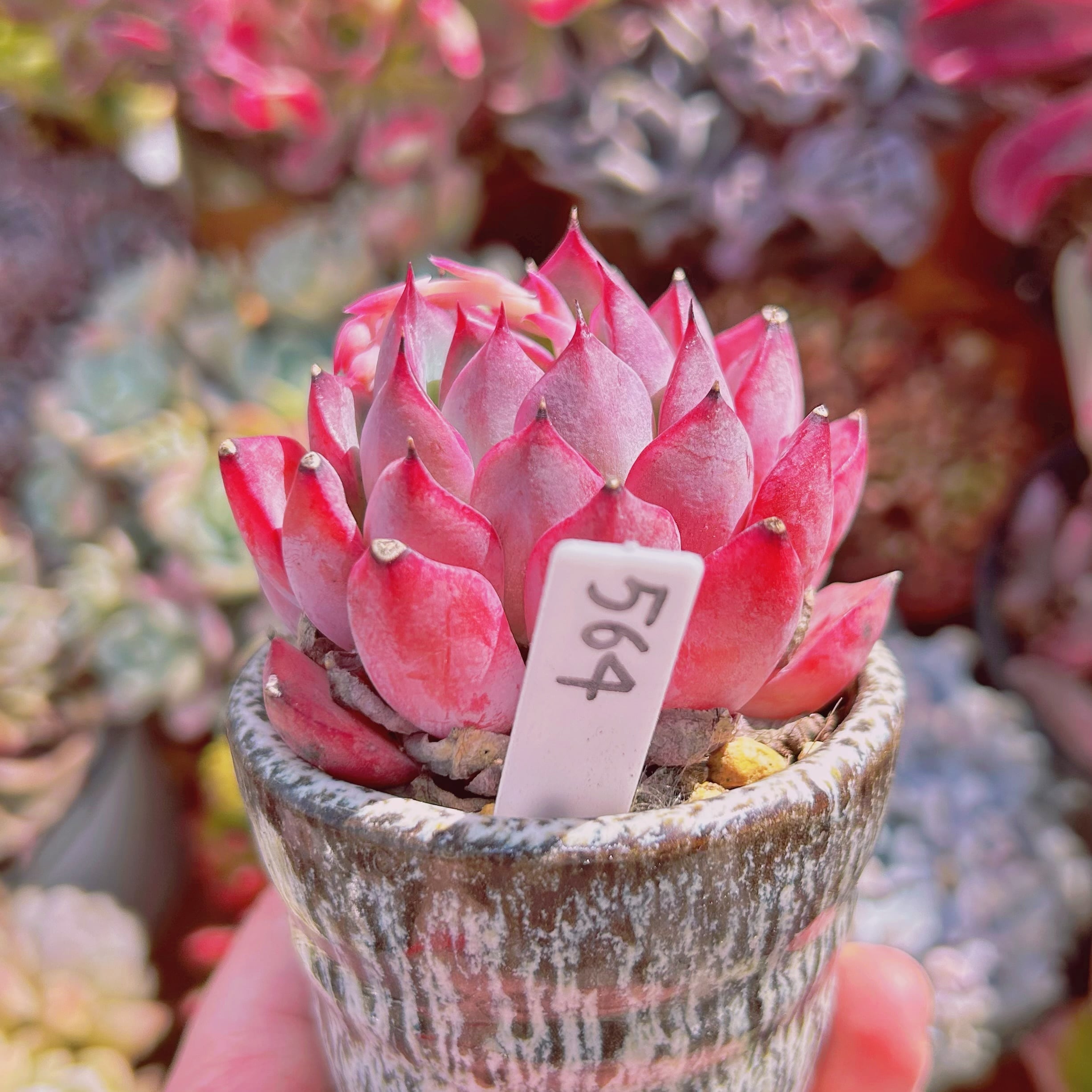 564現物 多肉植物 レッドリリー 抜き苗 | PAY ID