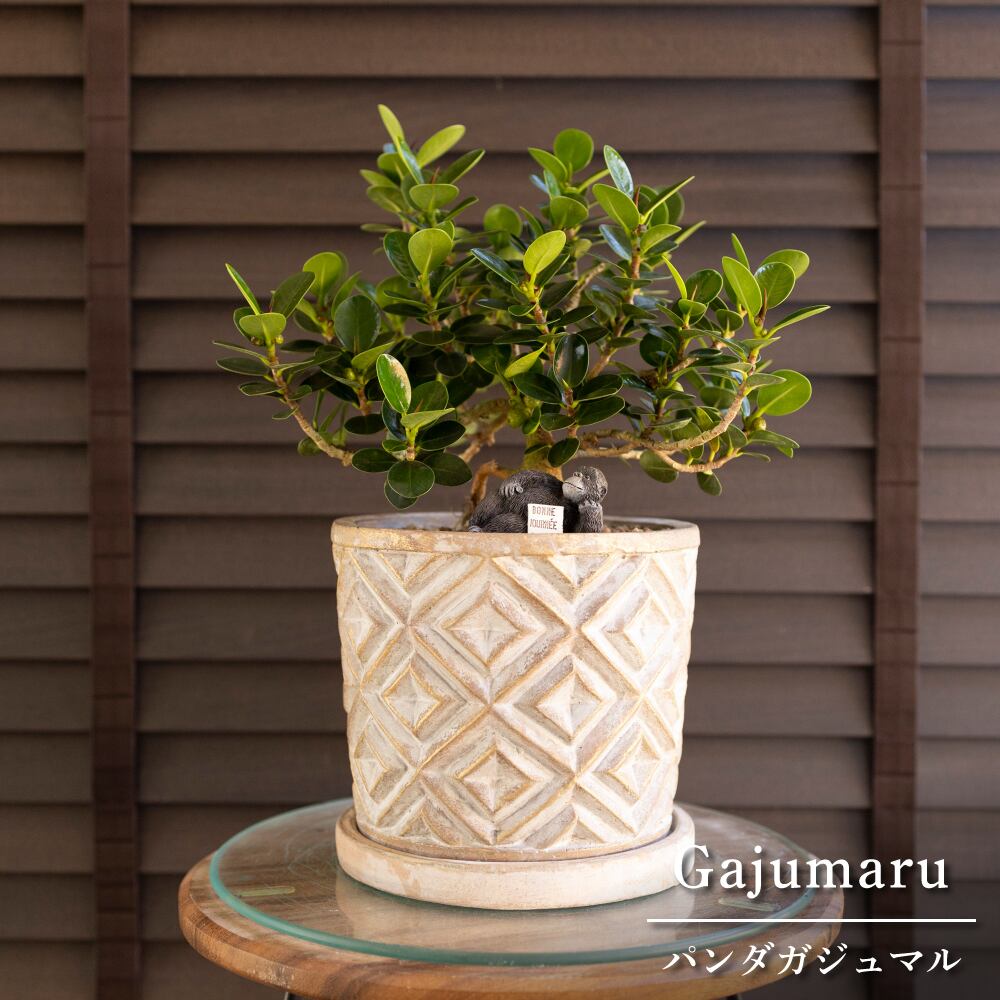 パンダガジュマル 6号 陶器鉢 ピック付 観葉植物 ガジュマルの木 多幸の木 ガジュマル 0415BE