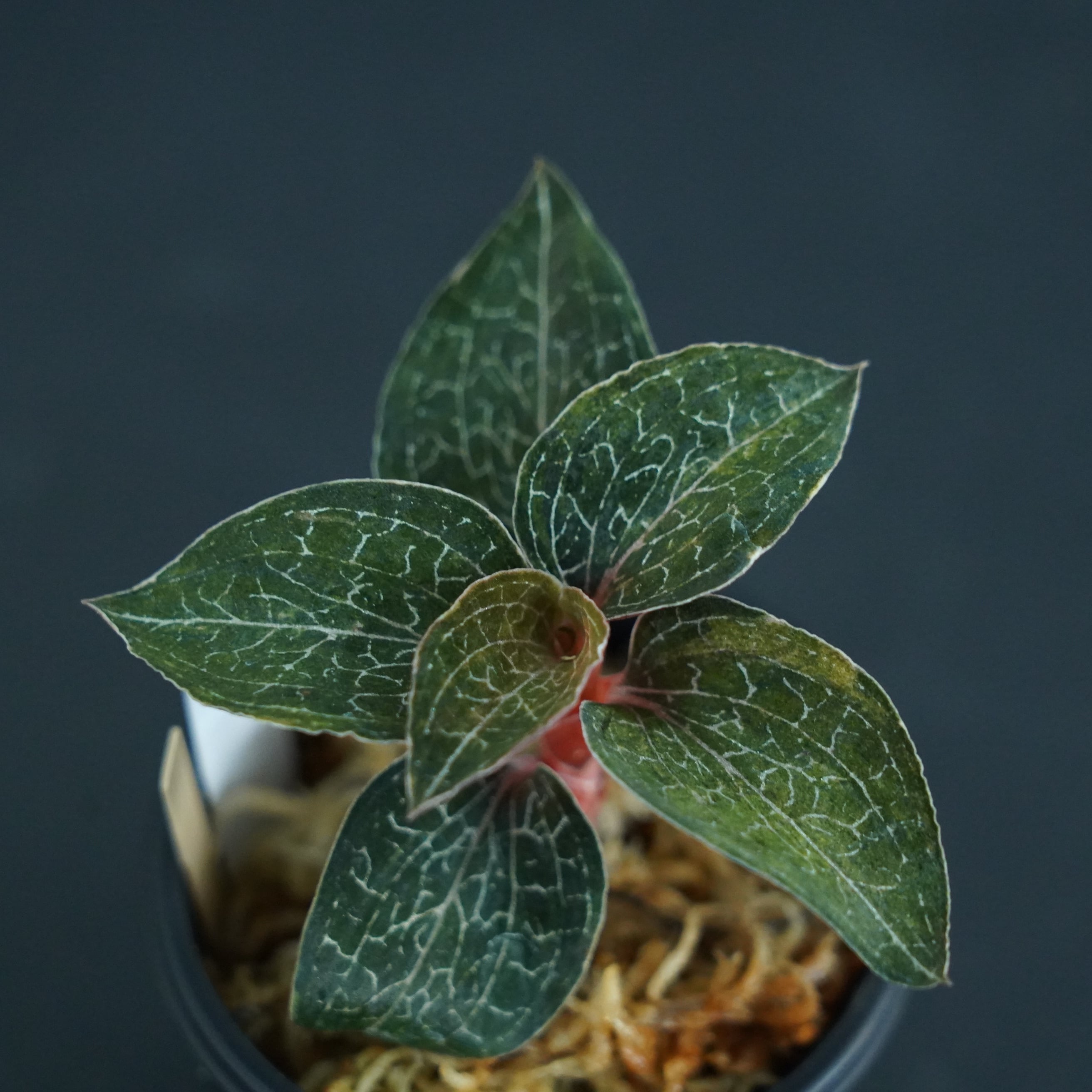 ◆現品◆アネクトキルス フォルモサヌス【ジュエルオーキッド宝石蘭/石崎バイオ】#589