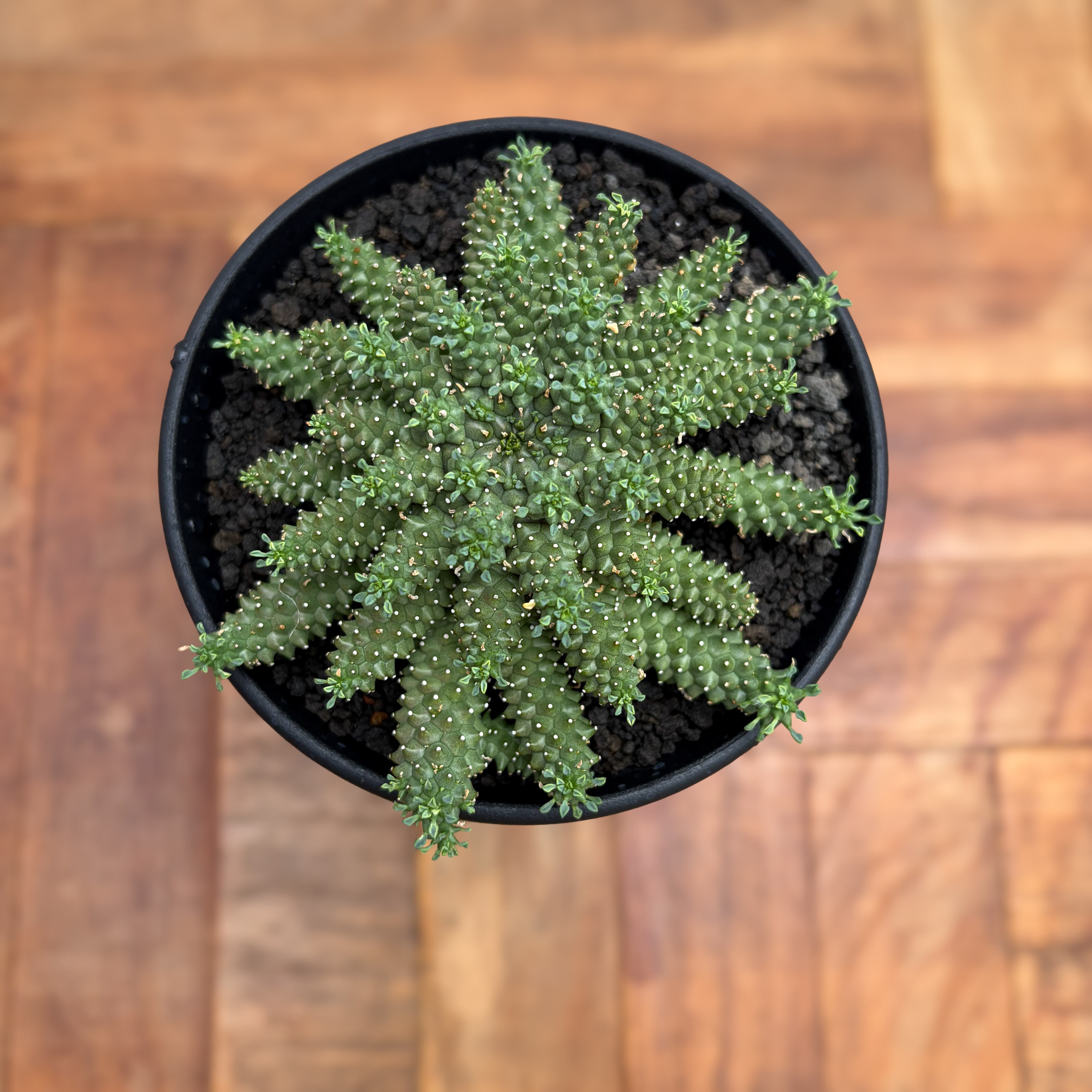 Euphorbia atroviridis【ユーフォルビア・アトロビリディス】 | RIMO'S