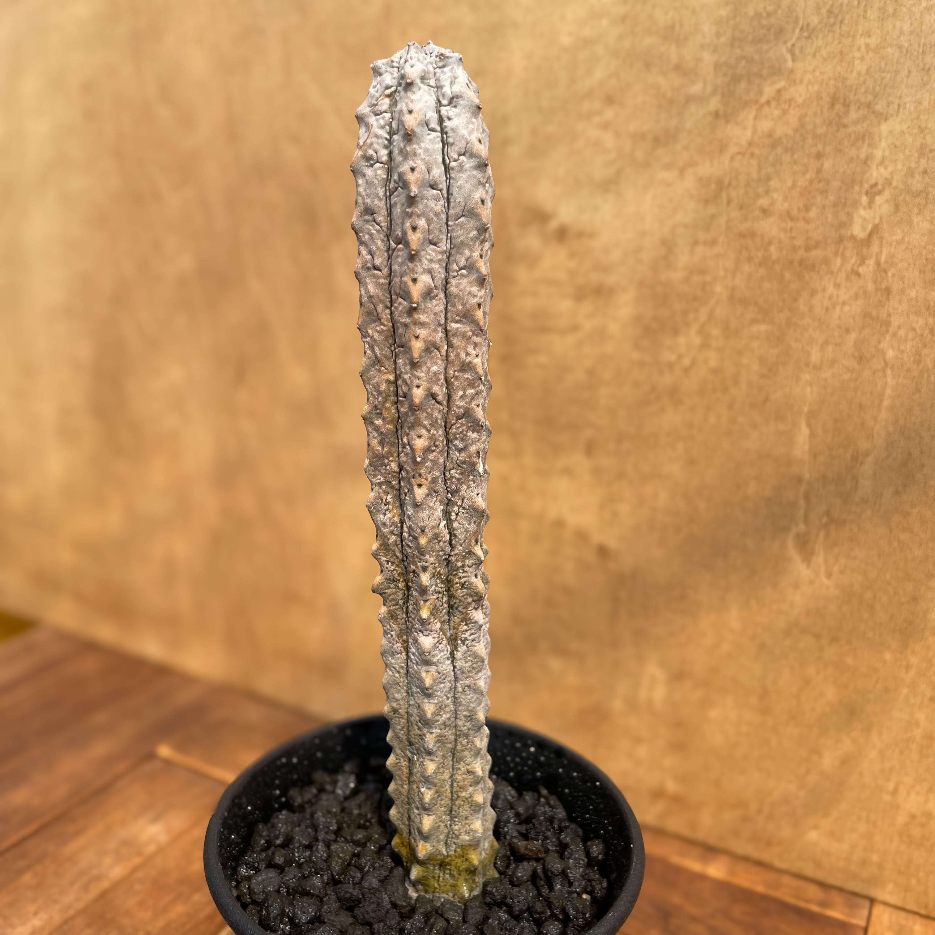 Euphorbia abdelkuri【ユーフォルビア・アブデルクリ】 | RIMO'S GREEN