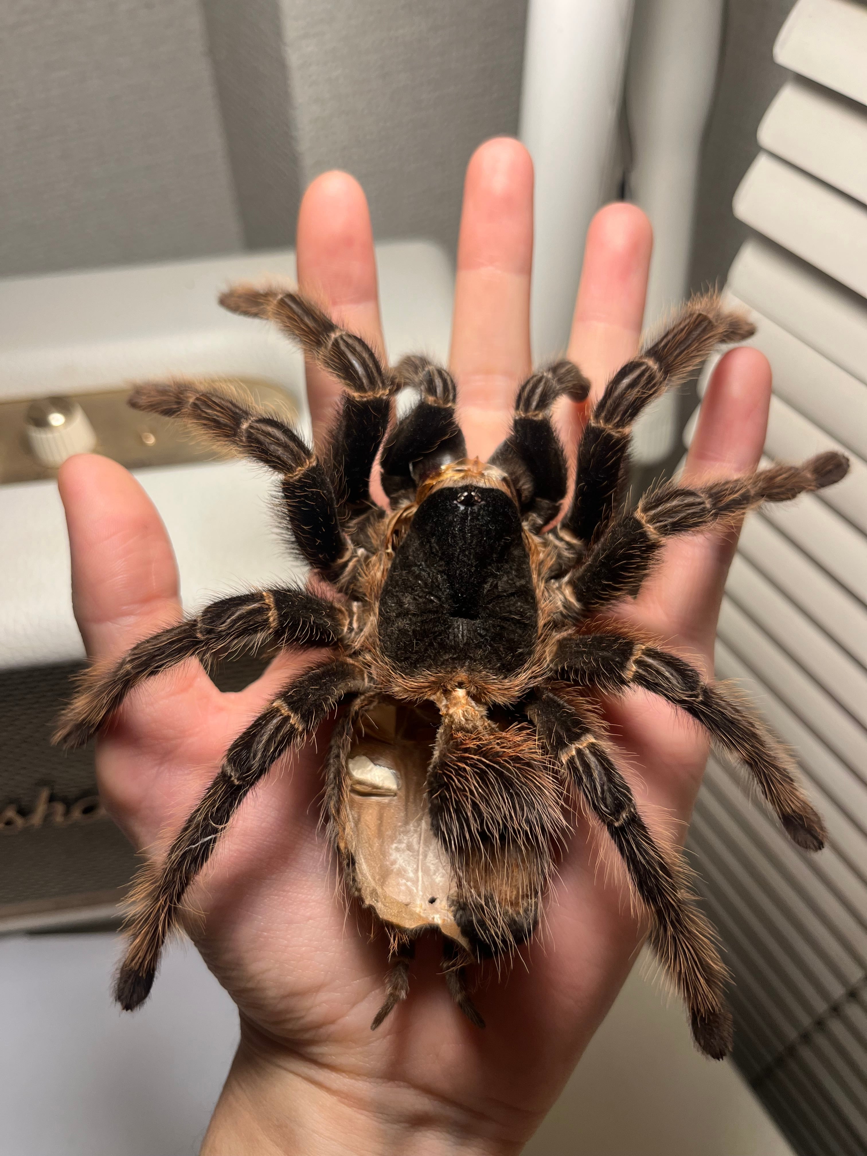 未展足】アーマードクリケット 武装コオロギ ドラゴンヘッドコオロギ