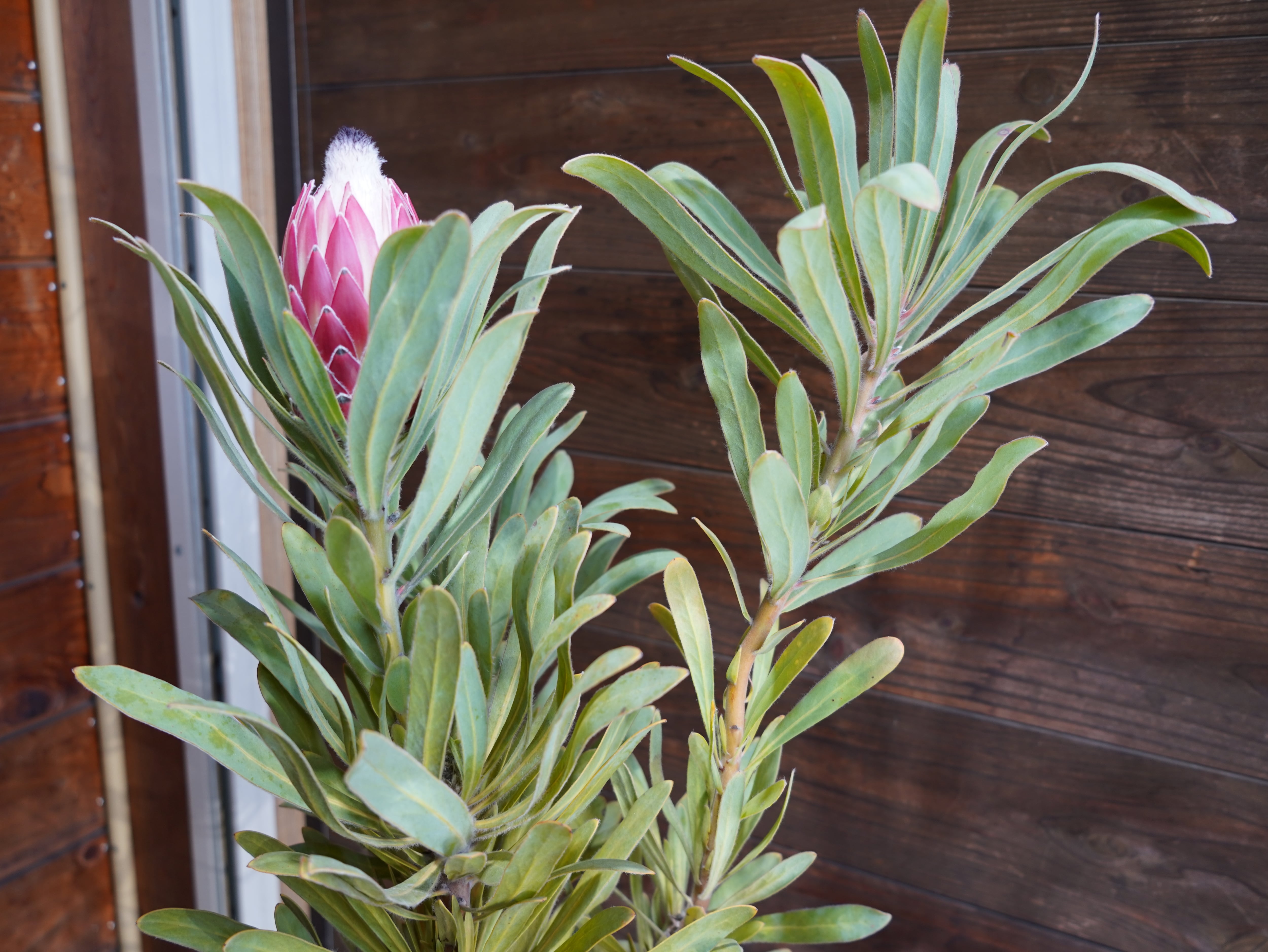 【現物】プロテア　”ポッサムマジック”