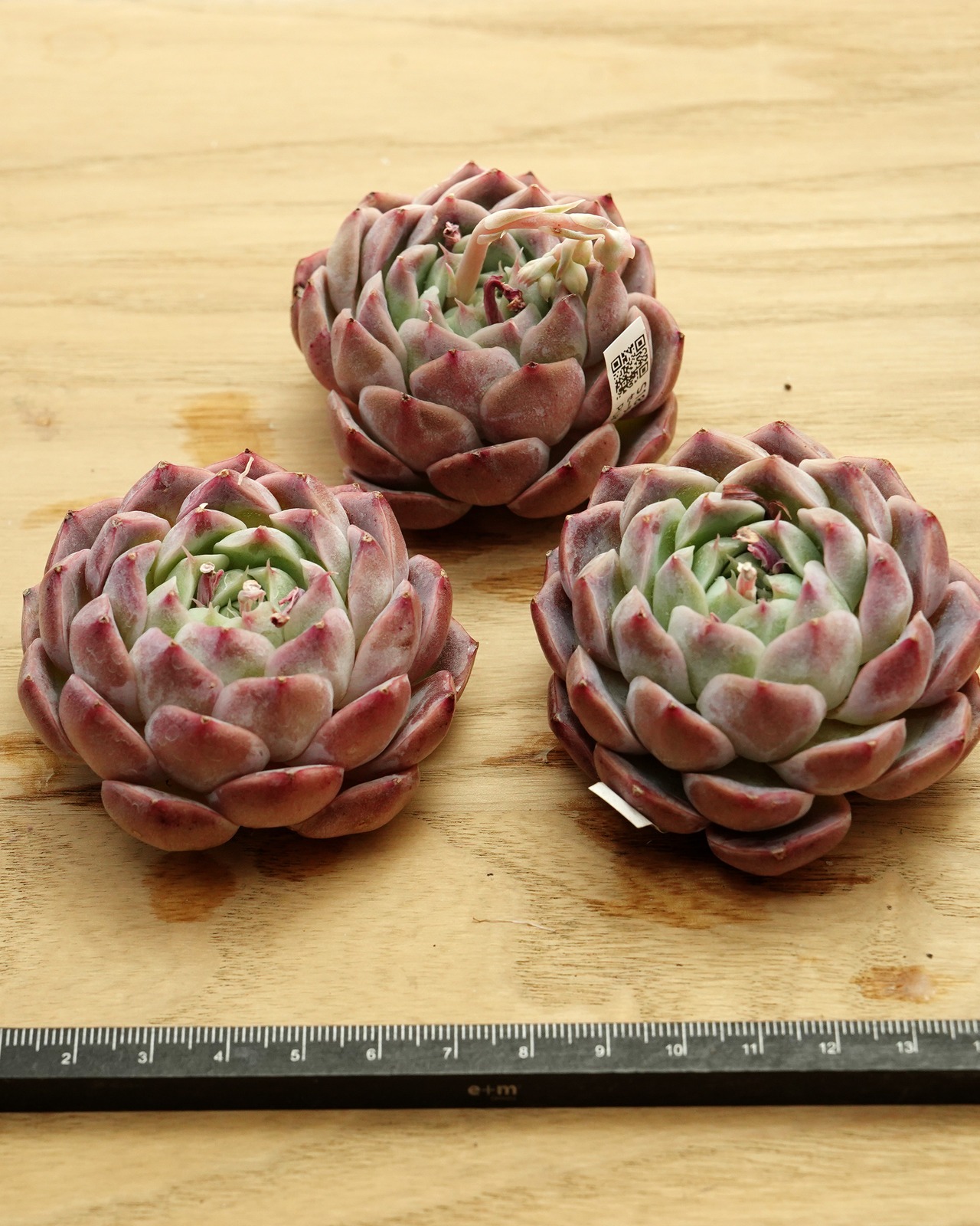 カット苗 シュイビンユエ（セーラームーン） Echeveria 'Sailor Moon'