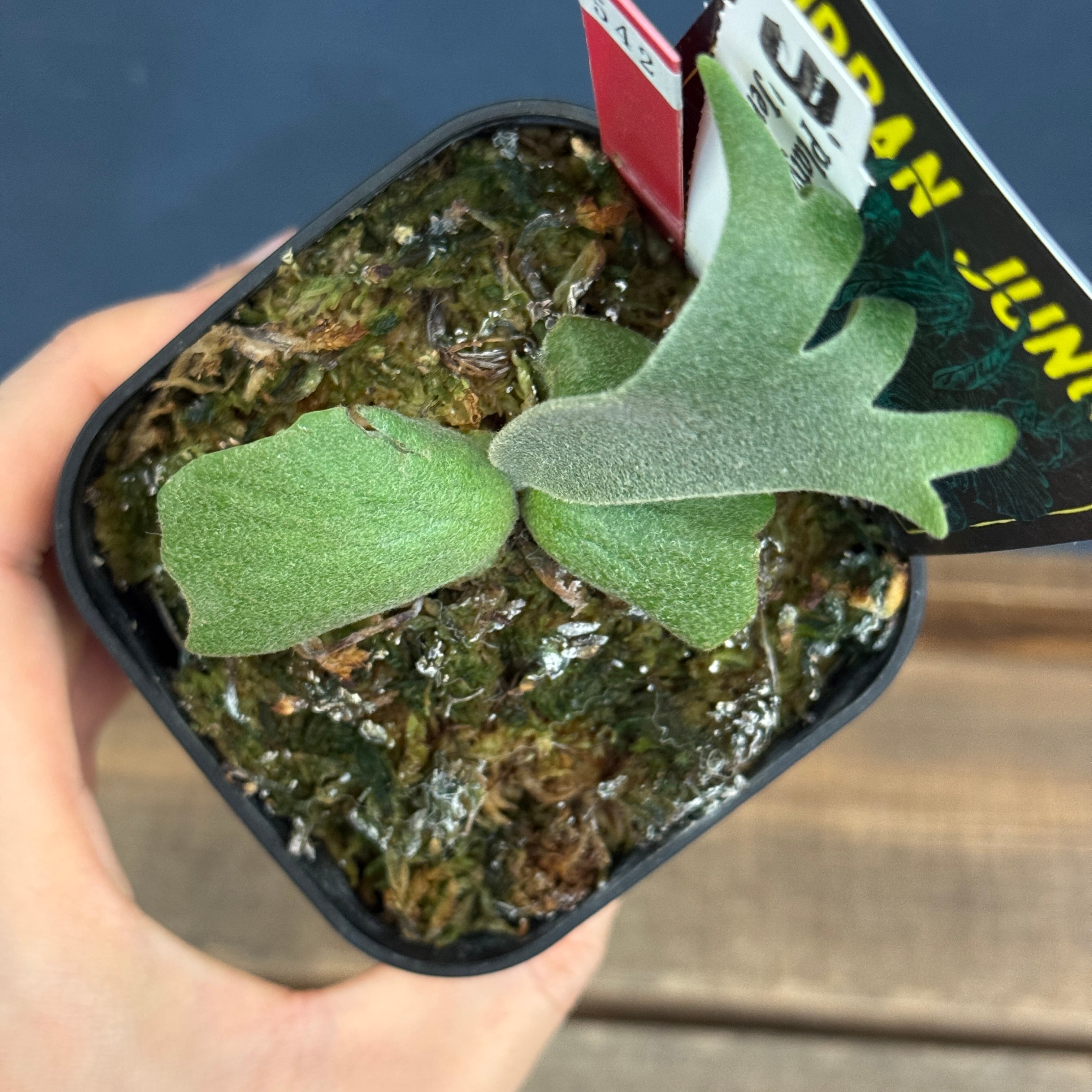 ビカクシダ ジェニー P. willinckii 'Jenny'【542】 | PROTOLEAF