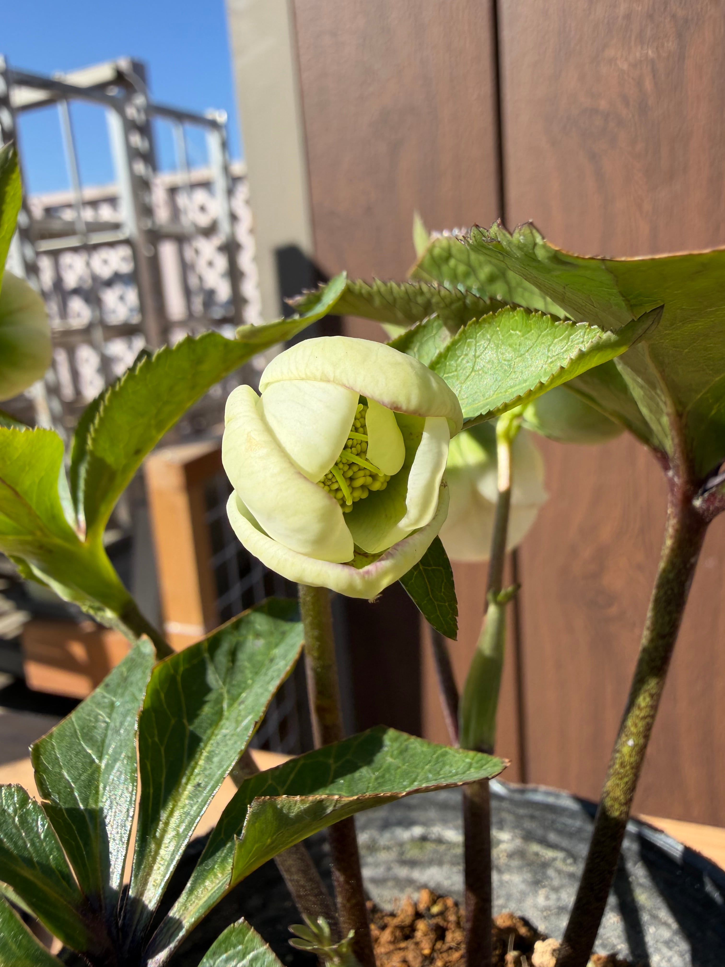 デュメhyb. 大木ナーサリー クリスマスローズ【Og17】送料無料