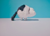 ヤン・ノ・カー