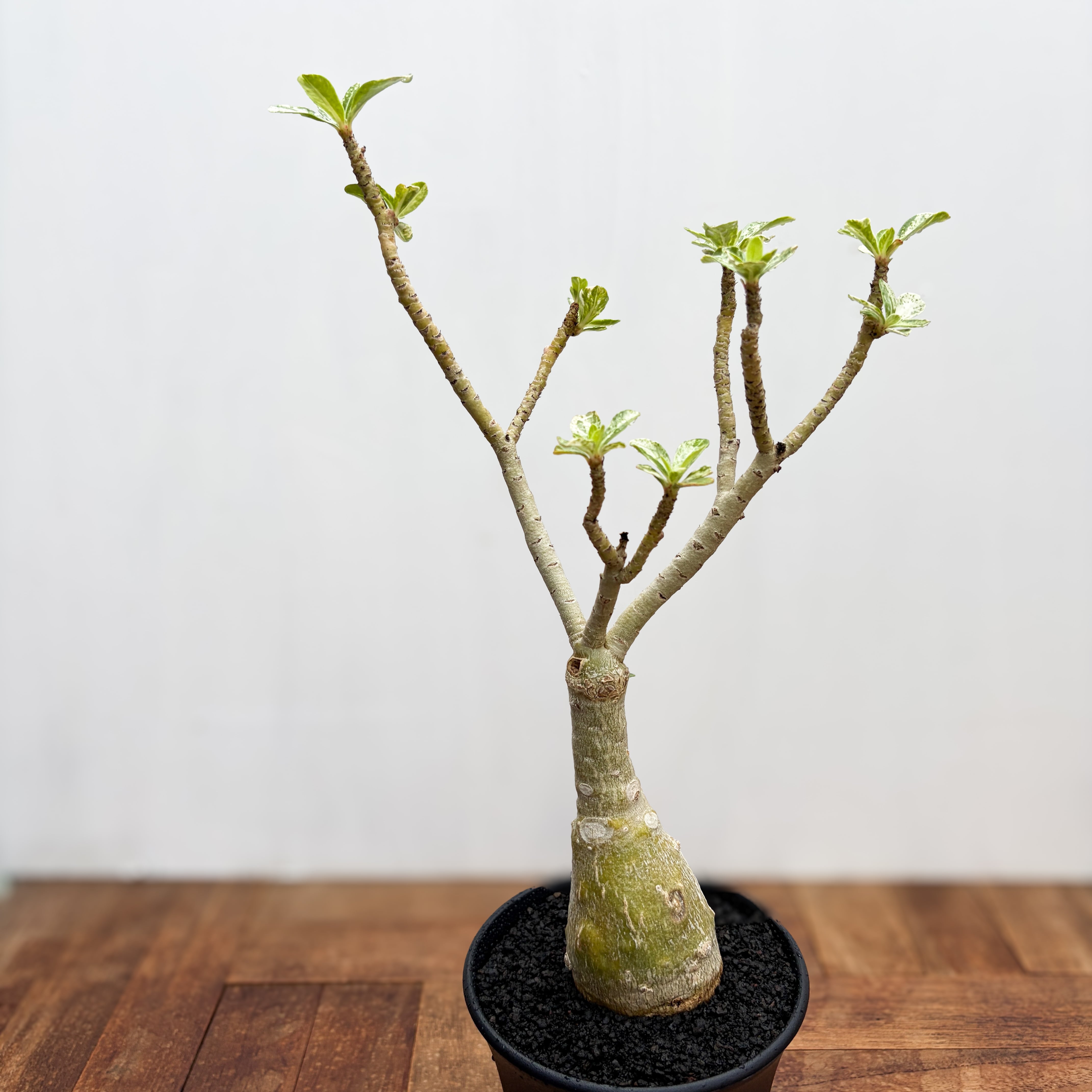 Adenium arabicum 