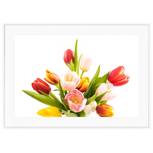 花写真 チューリップ インテリアアートポスター額装 AS2896