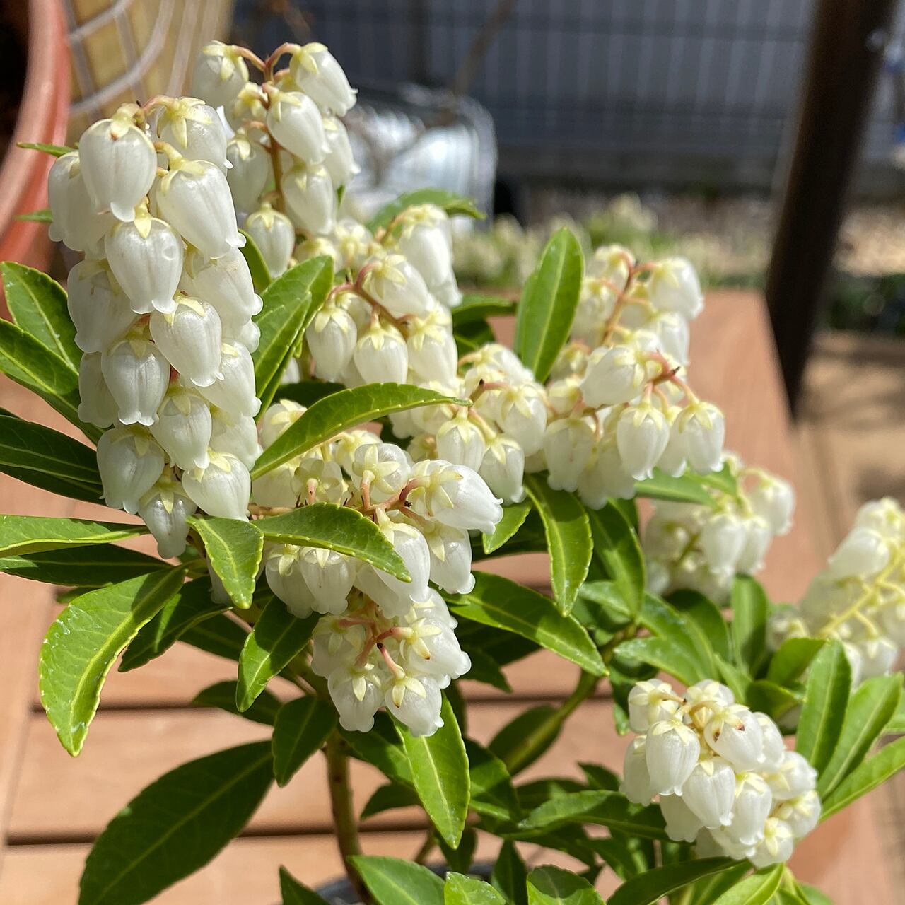 アセビ 品種 – アセビ 植木 – VUXCT